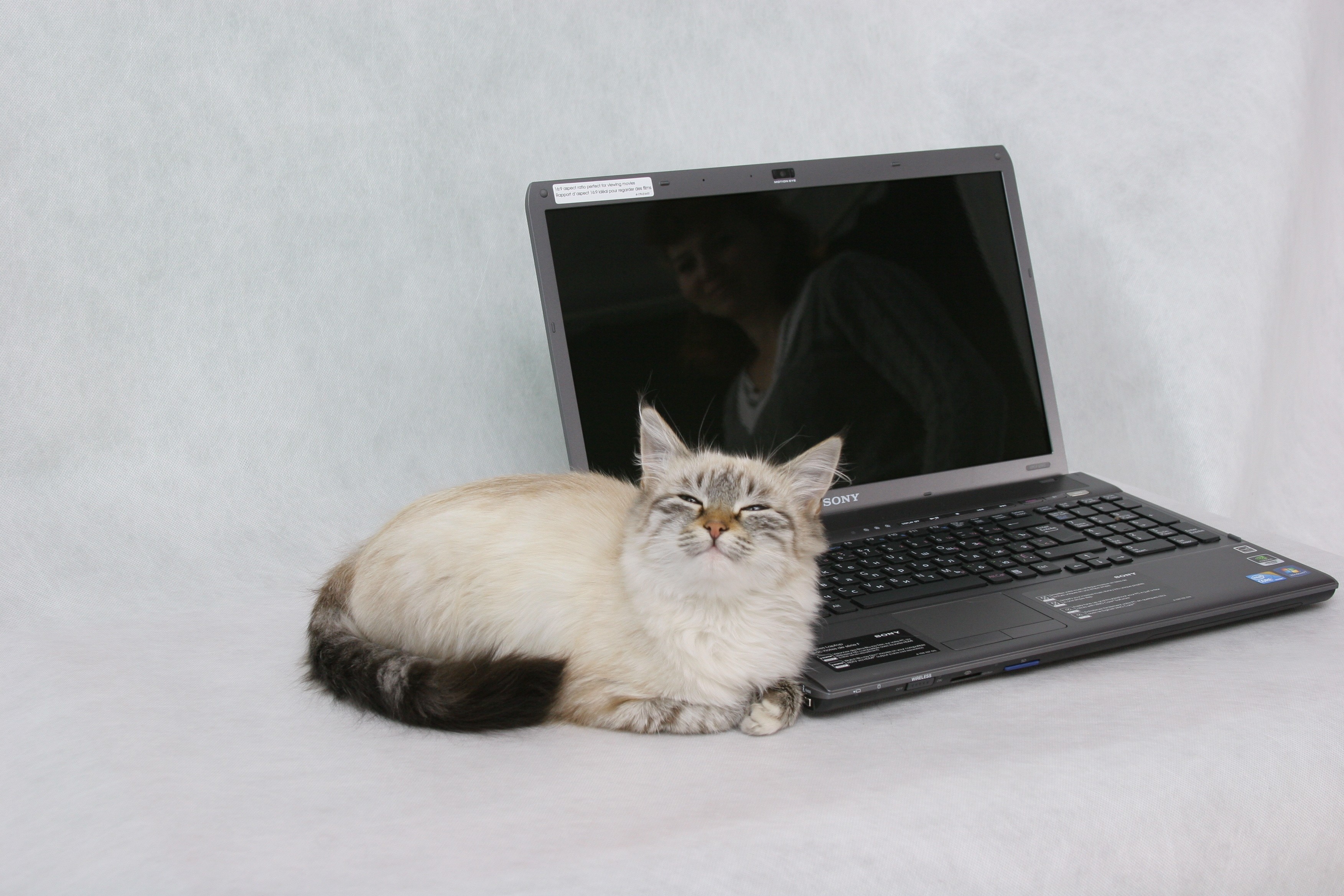 Animals cats laptops wallpaper. PC