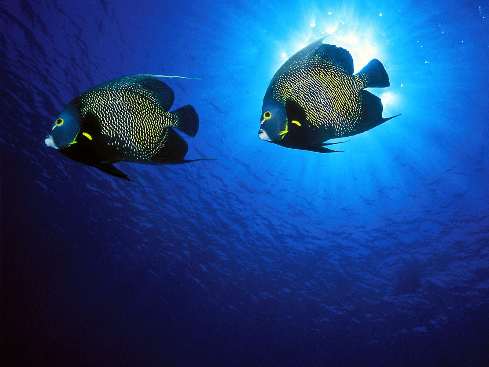 French Angelfish Wallpaper