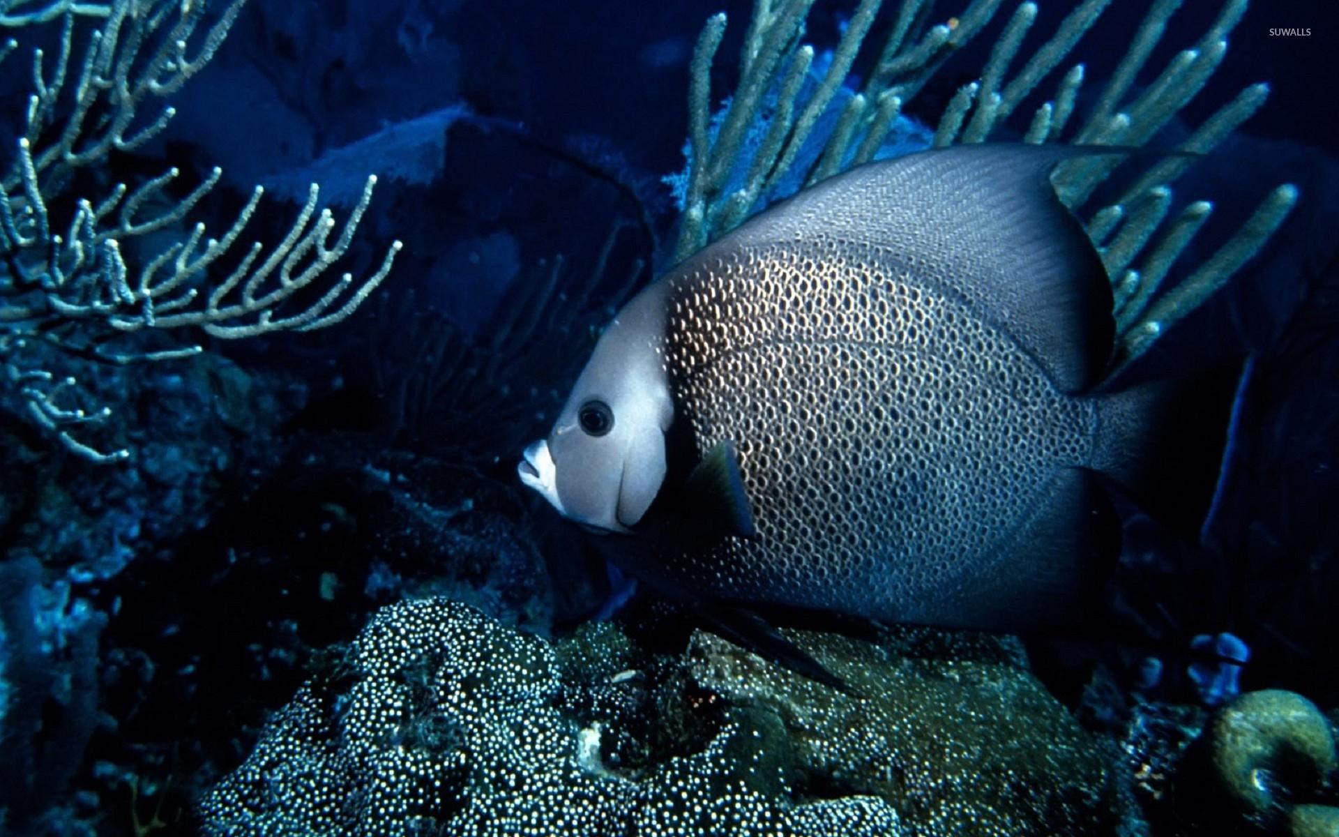 King Angel Fish Stock Photo - Download Image Now - Fish, Multi Colored,  Aquarium - iStock