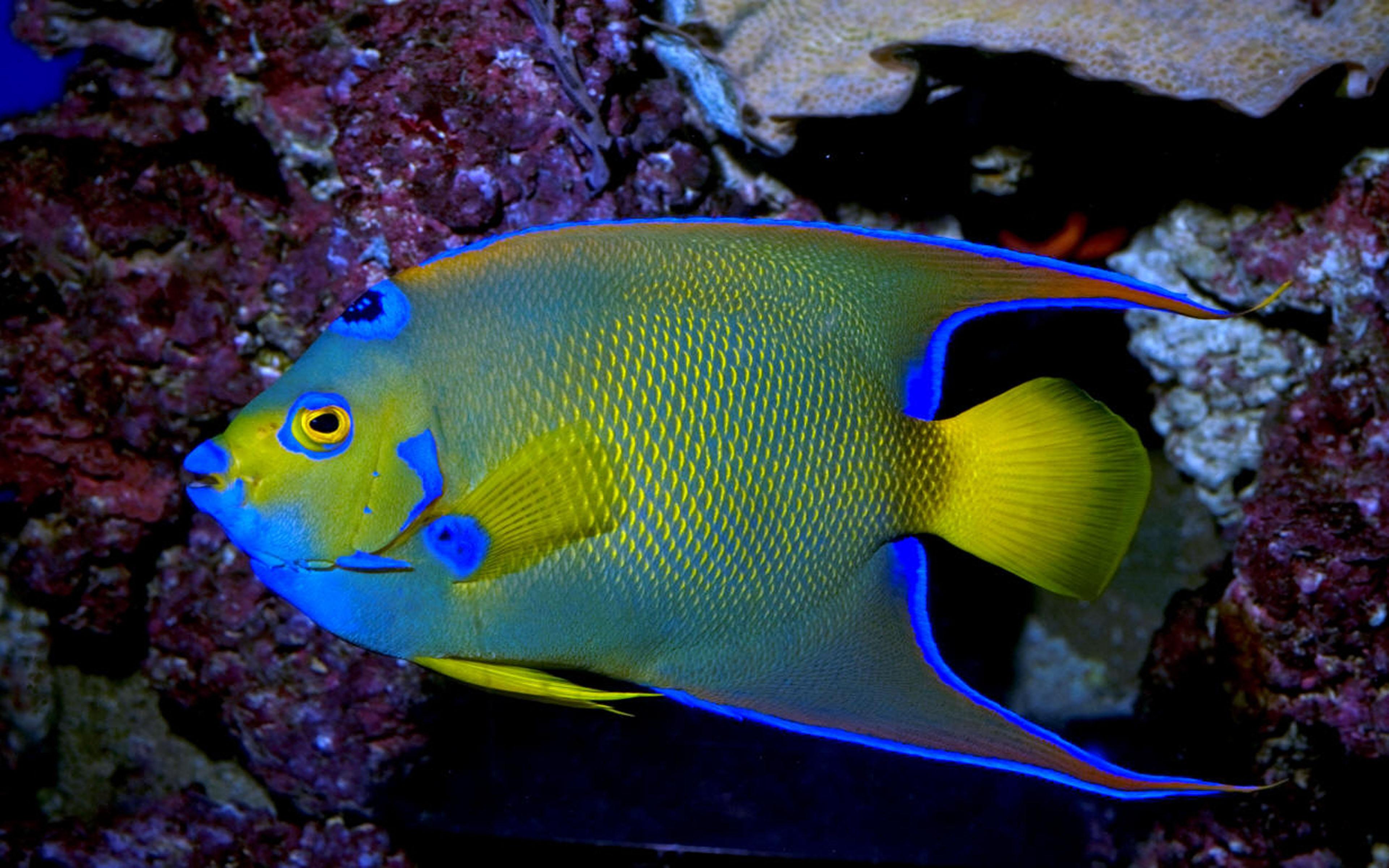 Queen Angelfish Exotic Marine Fish Wallpaper HD For Laptop Mobile