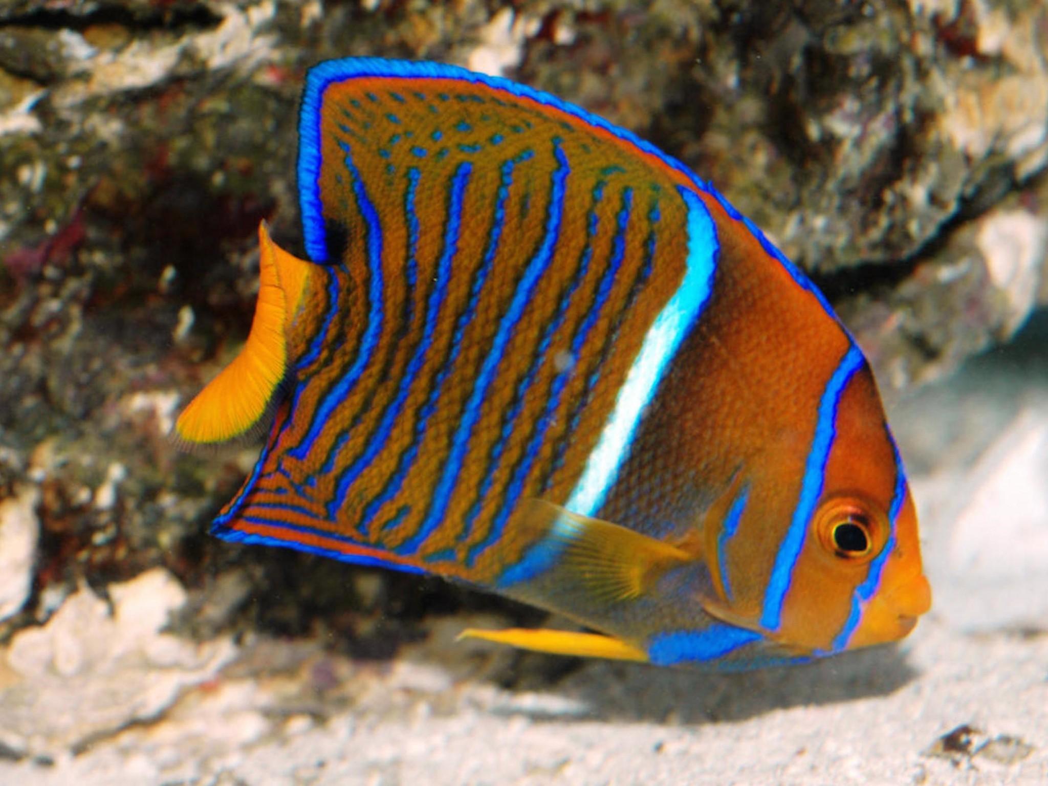 Juvenile King Angelfish Wallpaper Fish Downloads