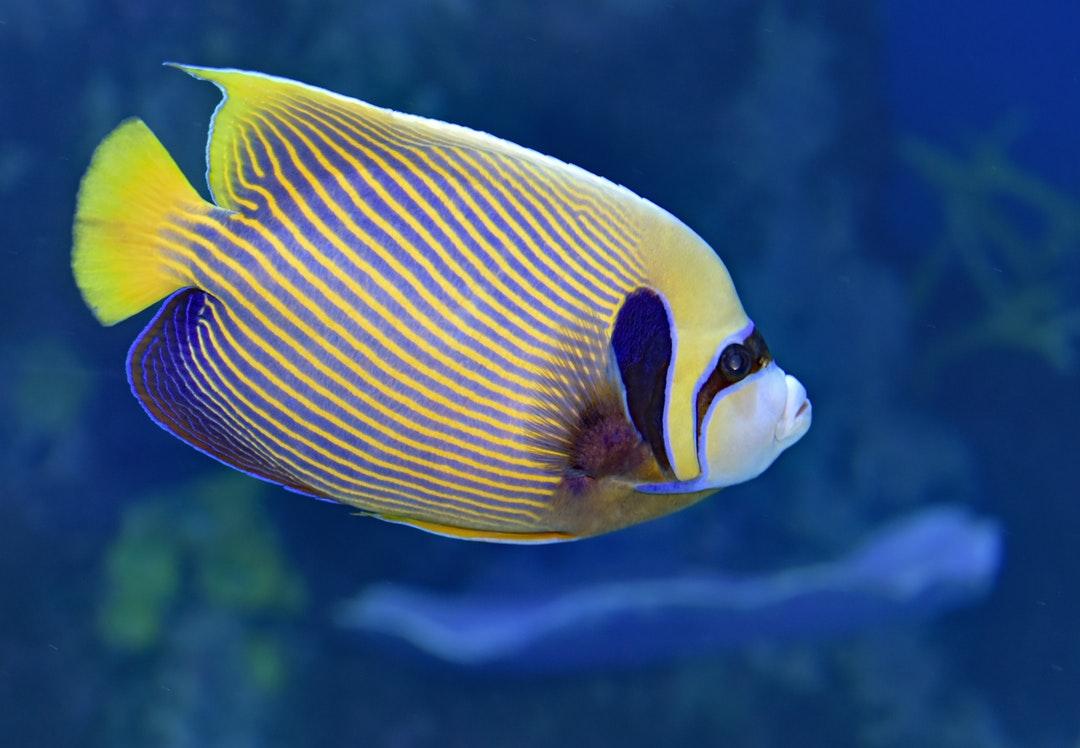 Angel Fish Picture. Download Free Image