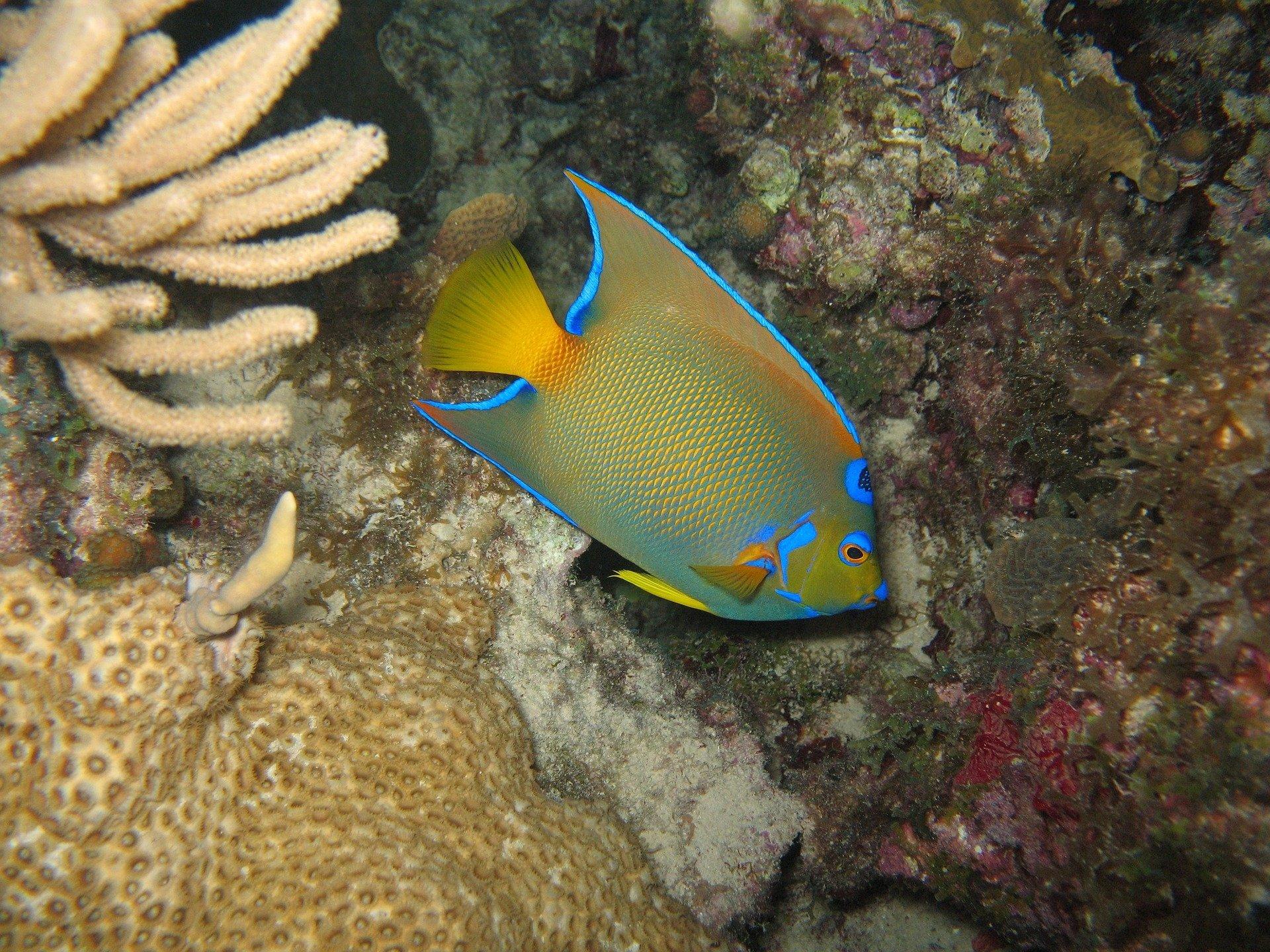 Queen angelfish HD Wallpaper