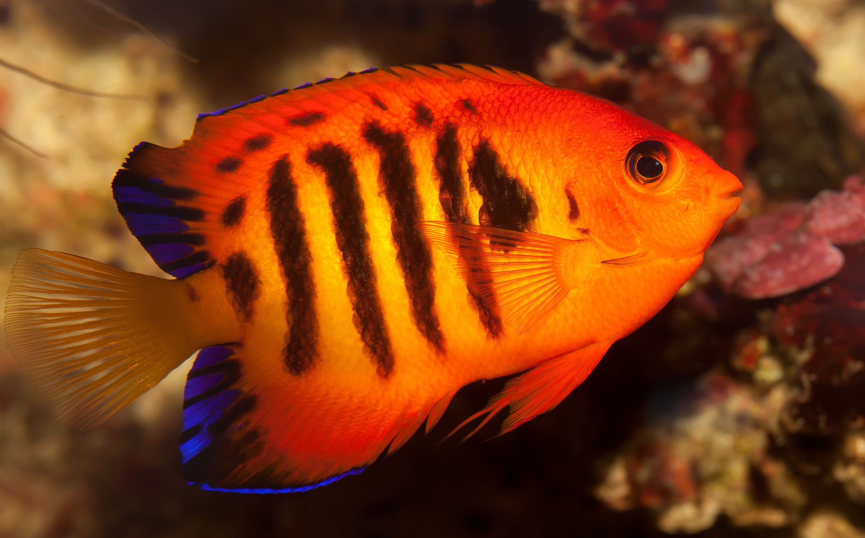 Flame angelfish photo and wallpaper. Cute Flame angelfish picture