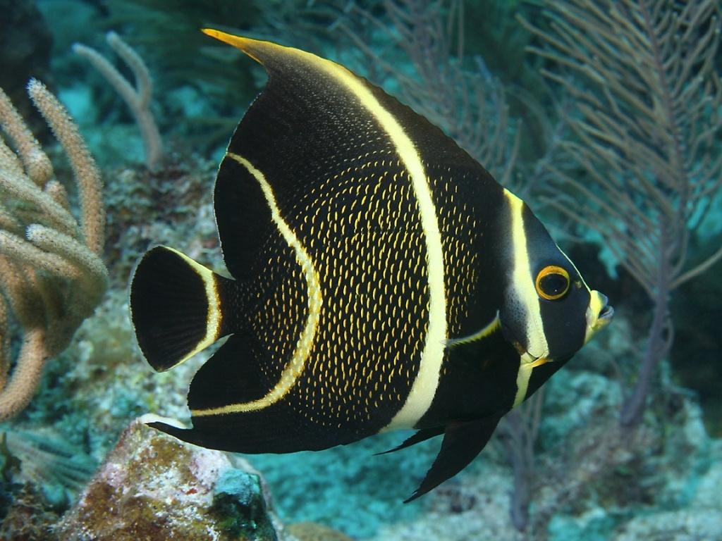 Angelfish Wallpaper (image in Collection)