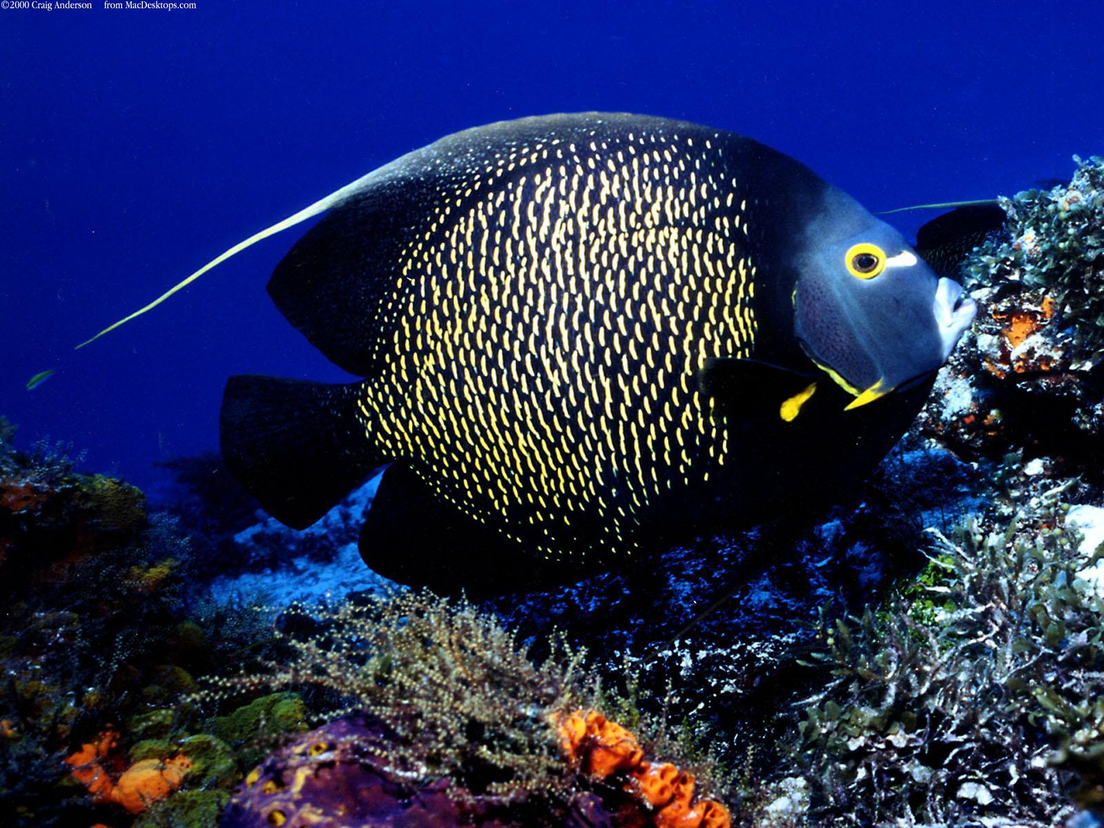 Fish Wallpaper HD Background, Image, Pics, Photo Free Download