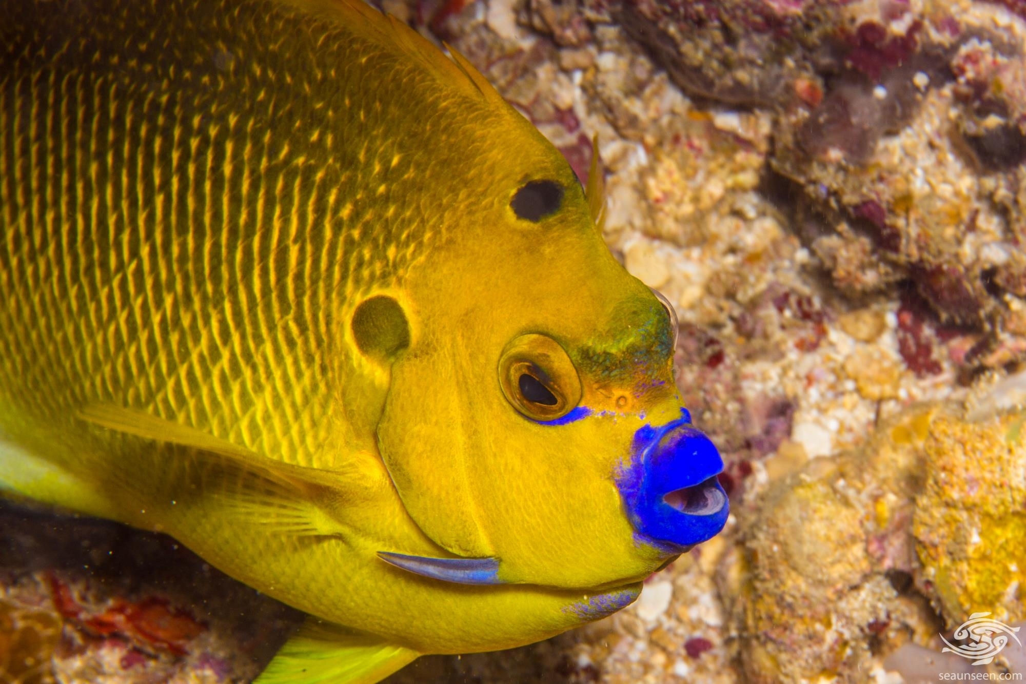 Coolest Three Spot Angelfish Apolemichthys Wallpaper