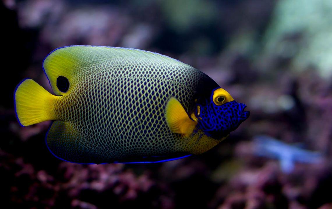 Blueface Angelfish Latest HD Wallpaper Free Download. Image