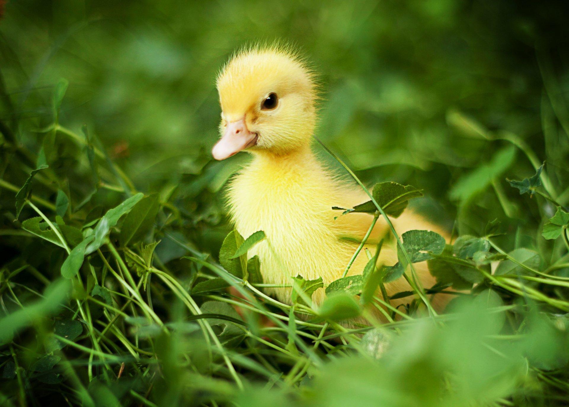 anna levankova nature birds duck chicks chick grass green HD wallpaper