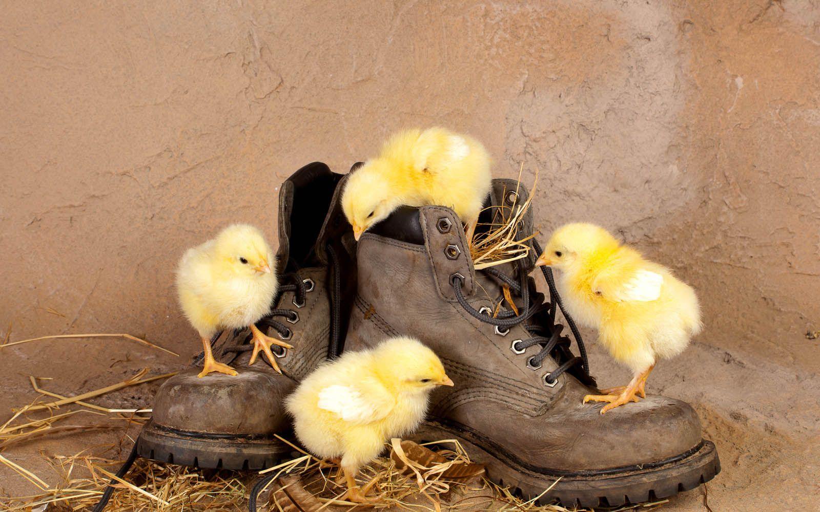 wallpaper: Funny Chicks Wallpaper. Easter Time. Chicken shoes