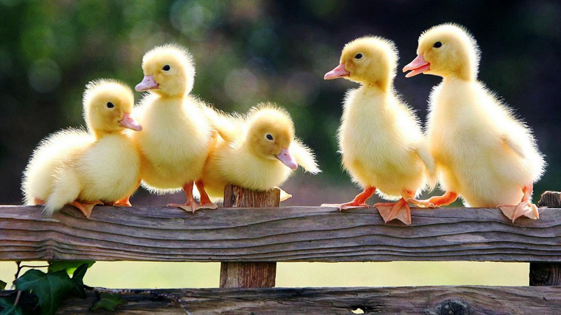 Chicks Wallpapers  Wallpaper Cave