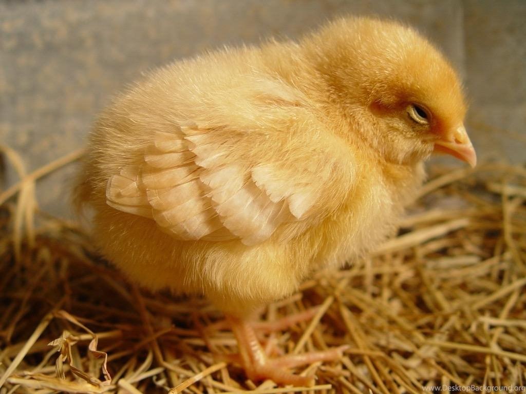 Cute Baby Chicks Wallpaper Android Apps On Google Play Desktop
