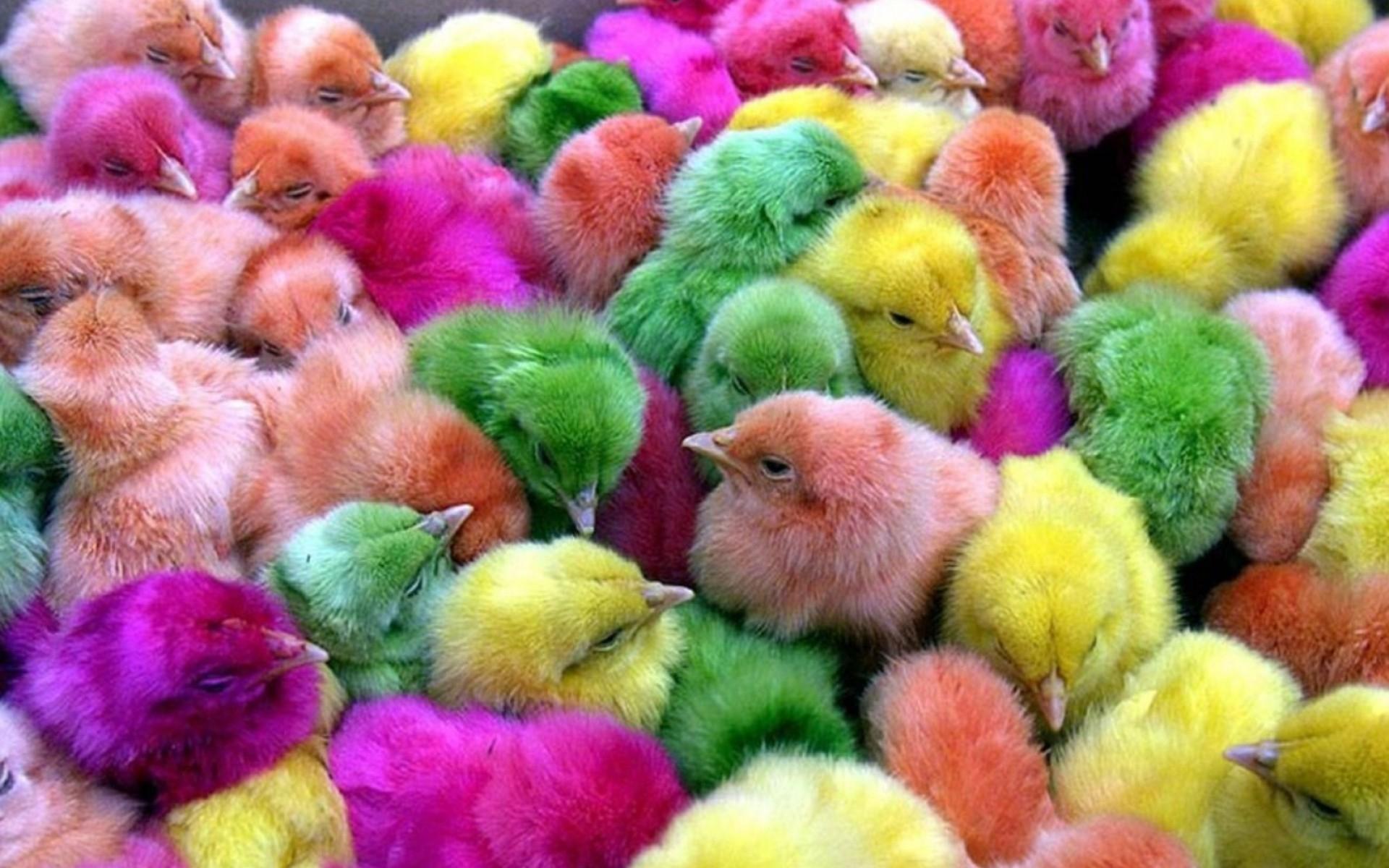 multicolor birds chickens chicks chickens baby birds 1920x1200