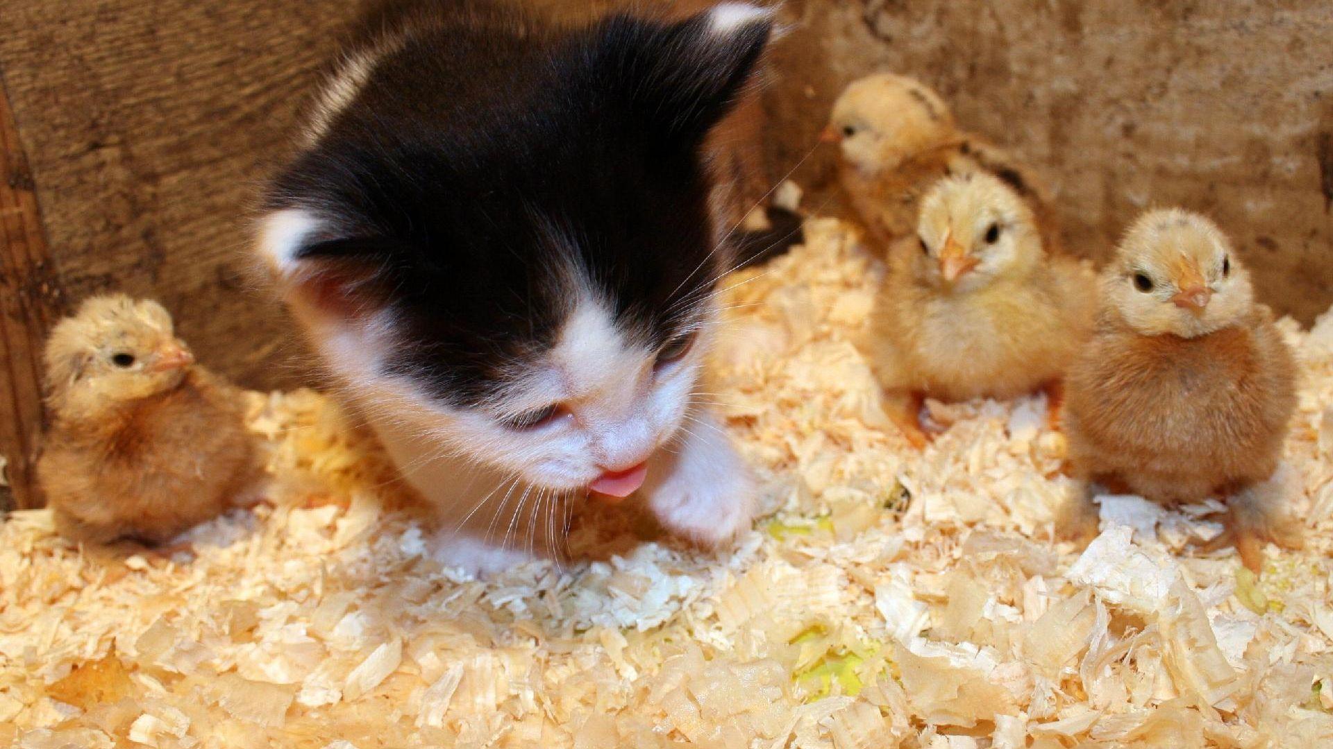 Kitten With Baby Chicks HD desktop wallpaper, Widescreen, High