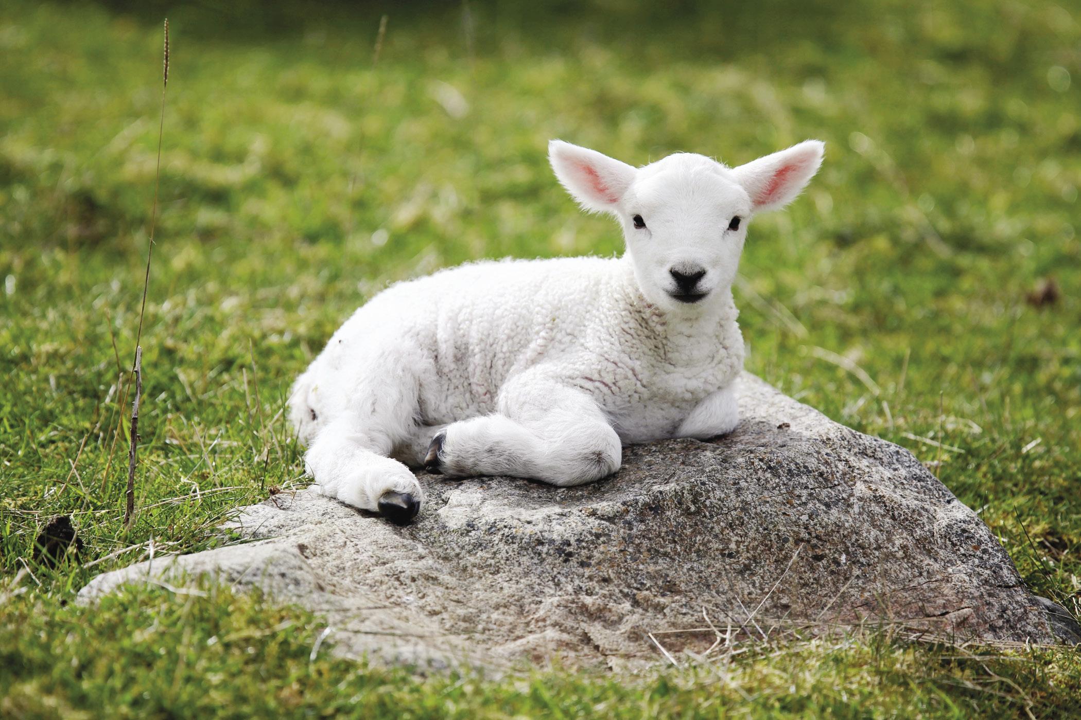 Cute lamb #wallpaper