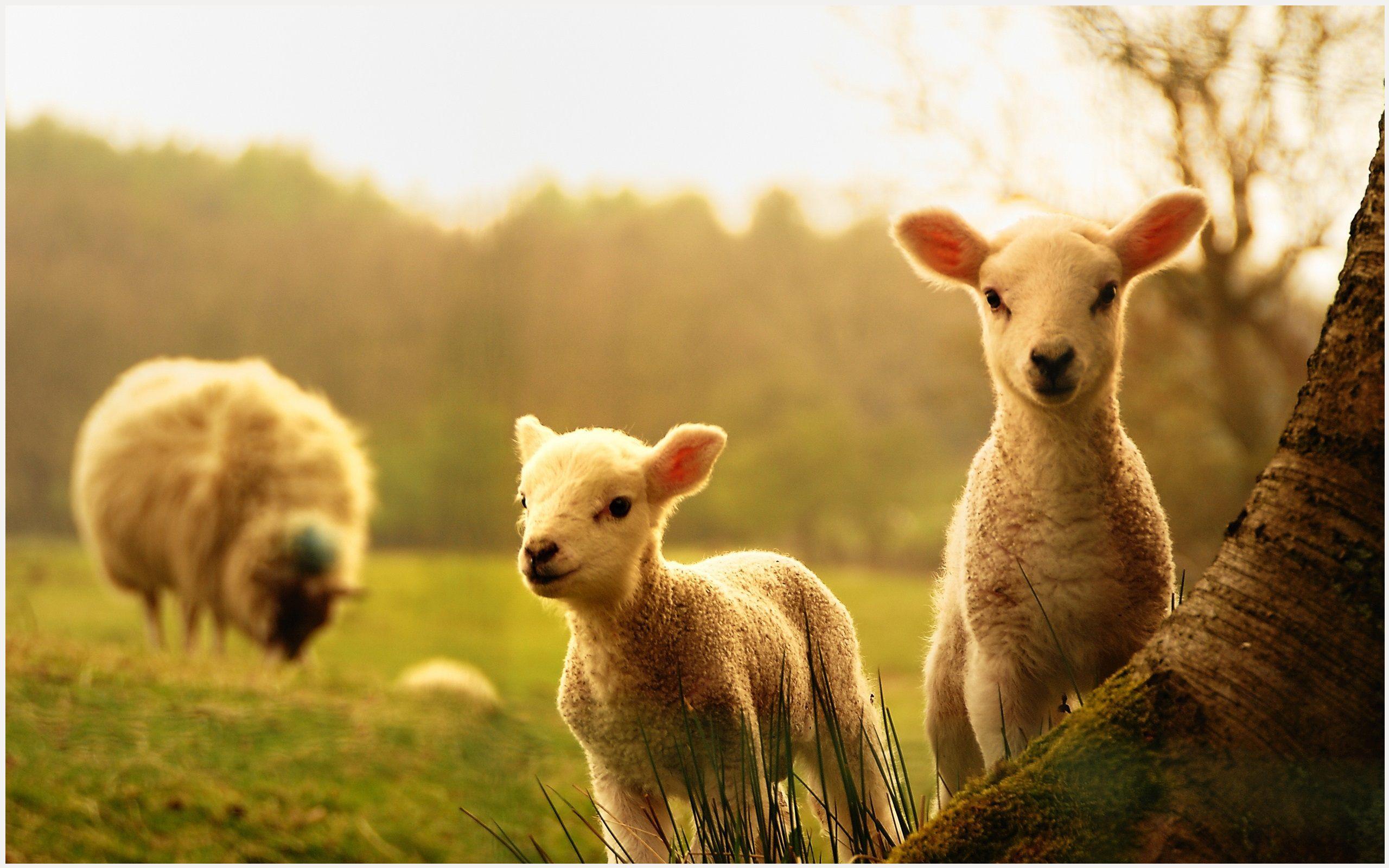 Spring Lamb Wallpaper