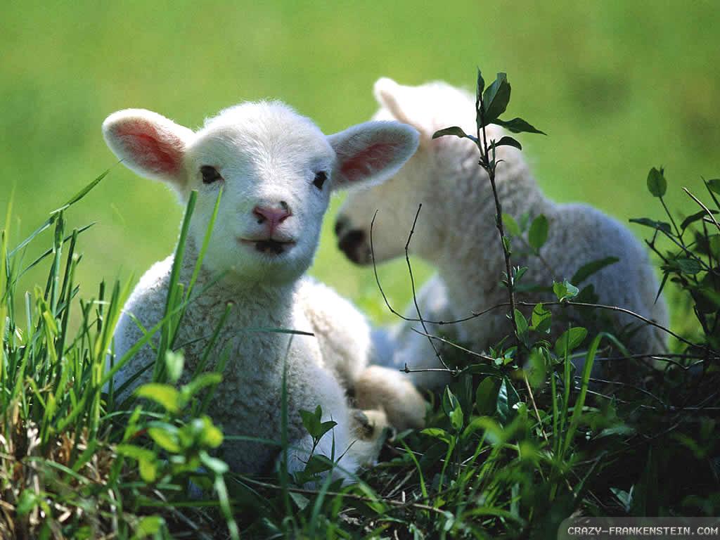 Lamb Desktop Wallpaper