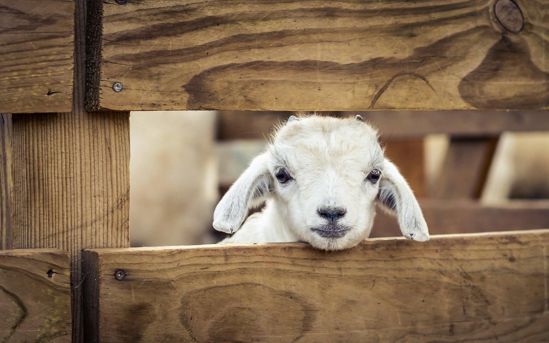 other, Pets, Sheep, Animals, Lamb, Baby Wallpaper HD / Desktop
