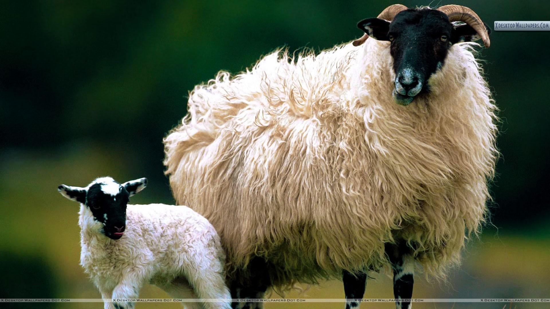 Blackface Sheep With Lamb Scotland Wallpaper
