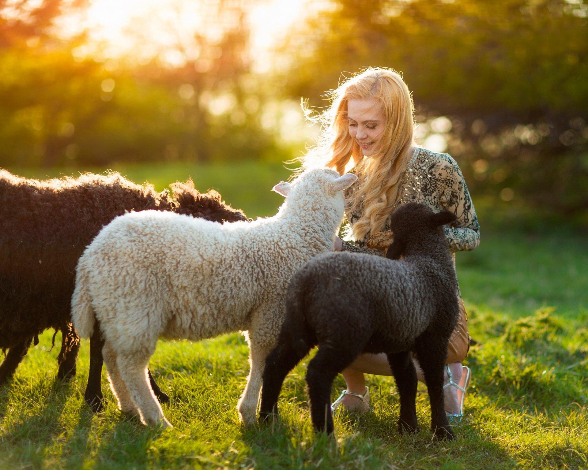 girl lamb sun summer HD wallpaper