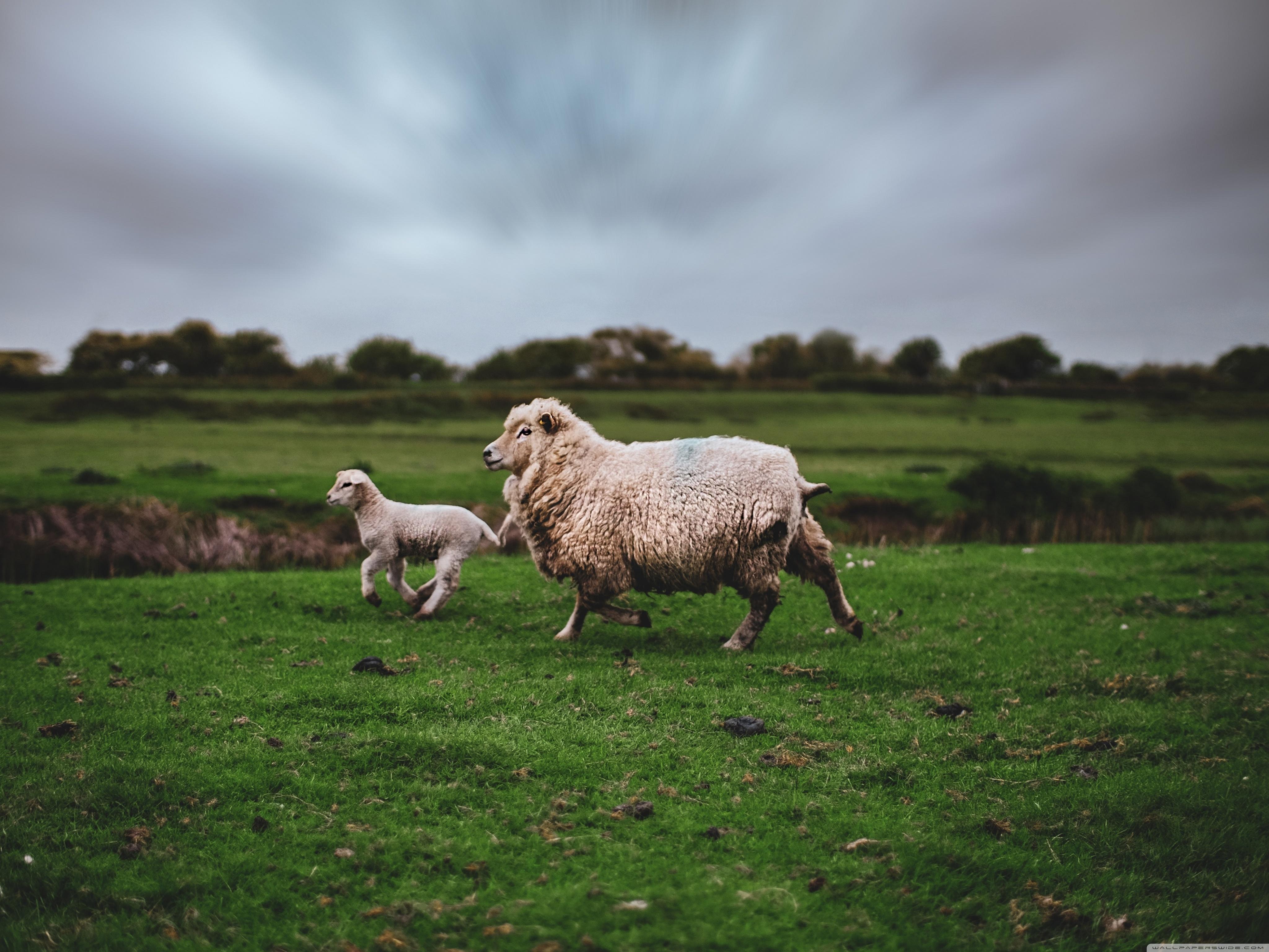Sheep and Lamb Animals Running ❤ 4K HD Desktop Wallpaper for 4K