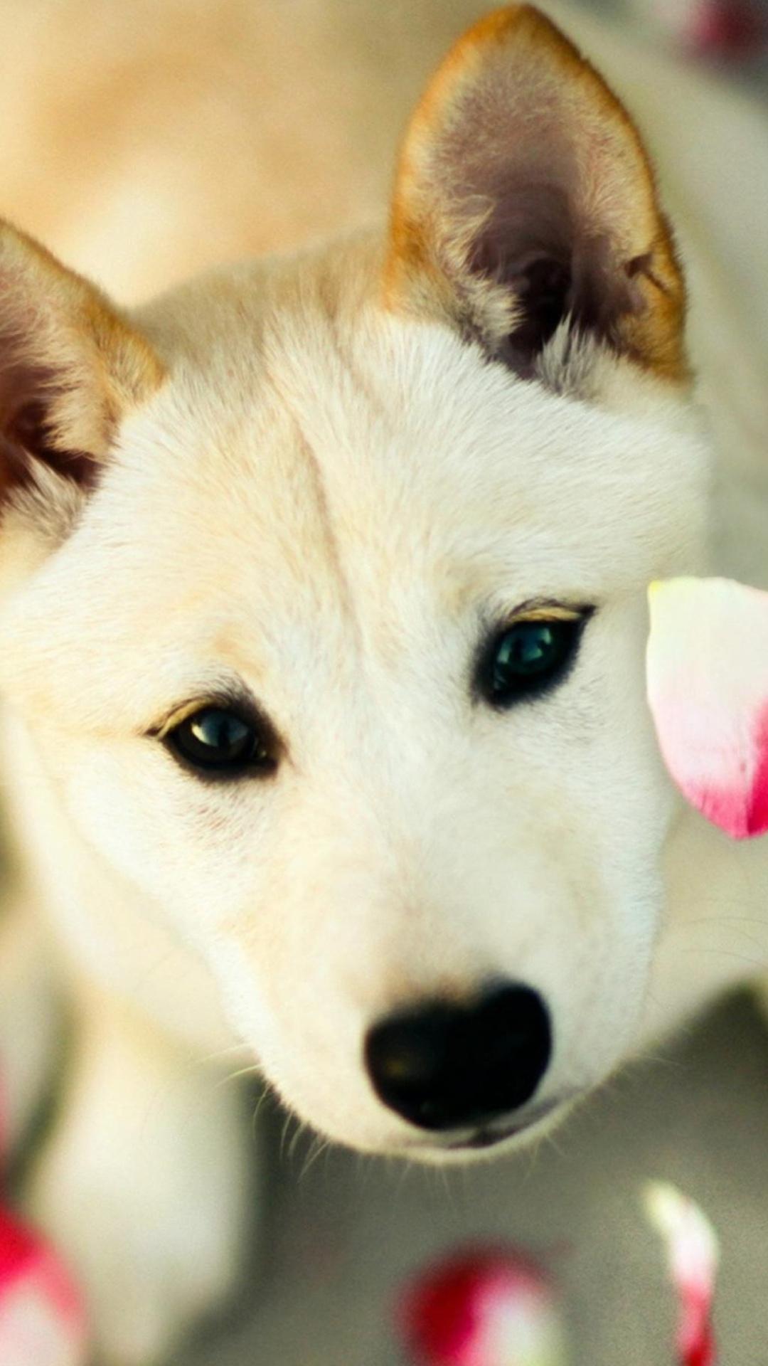 Cute Dog Pink Petals Android Wallpaper free download