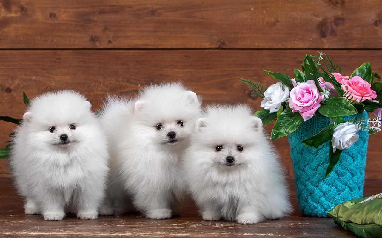 Photo Puppy Spitz Dogs White Three 3 Animals