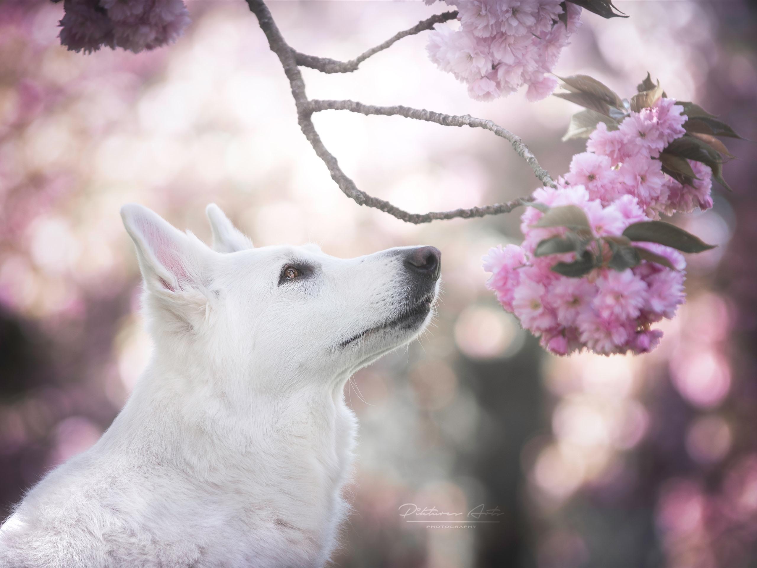 Wallpaper White dog, head, pink sakura bloom 5120x2880 UHD 5K