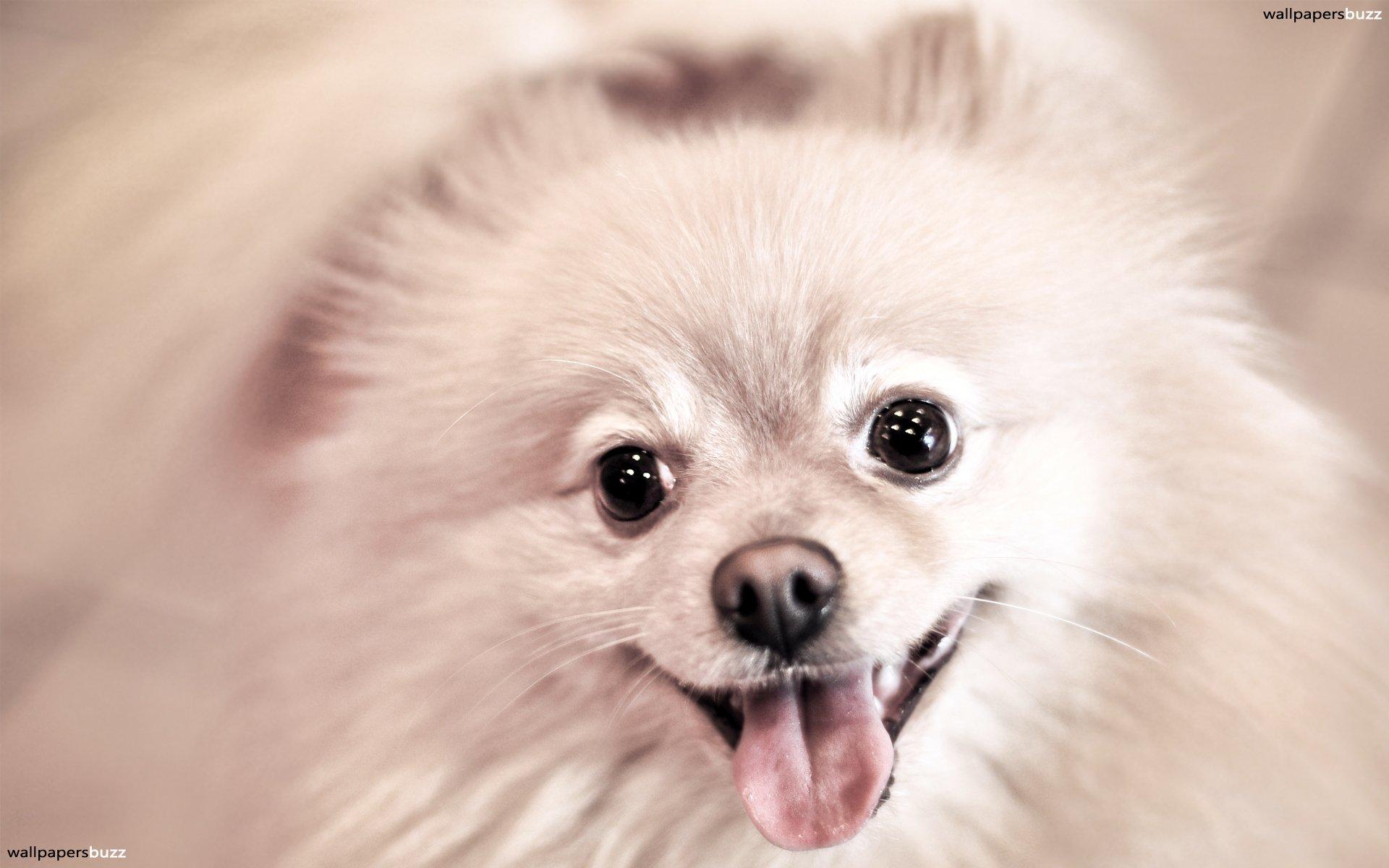 Smile Dog Wallpapers - Wallpaper Cave