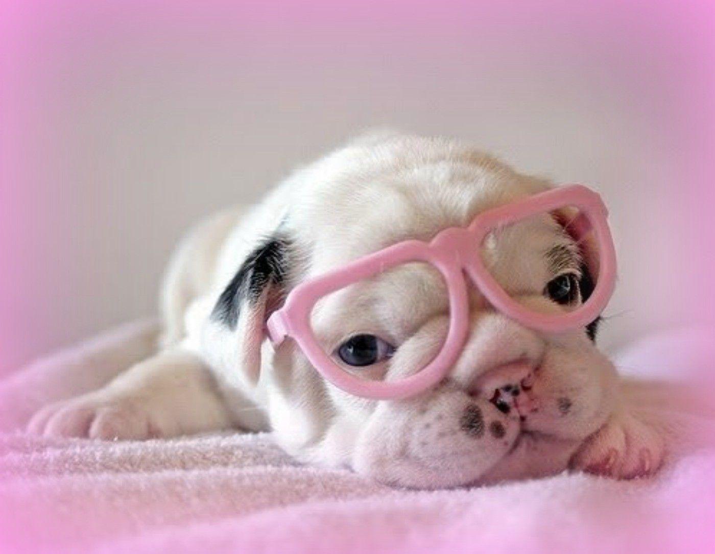 Love Pink Dog Wallpaper
