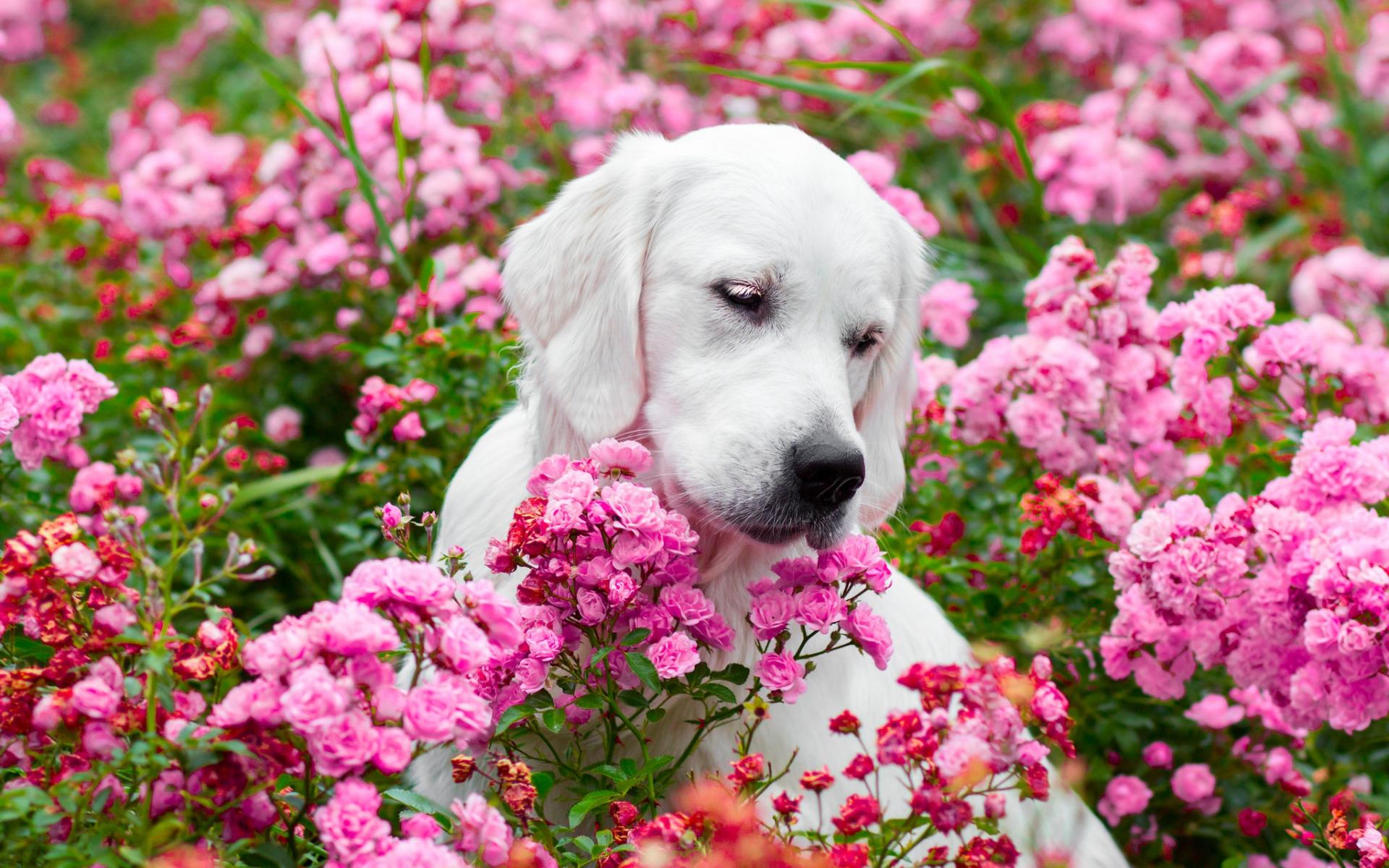 Download wallpaper white labrador, small puppy, pink flowers, dogs