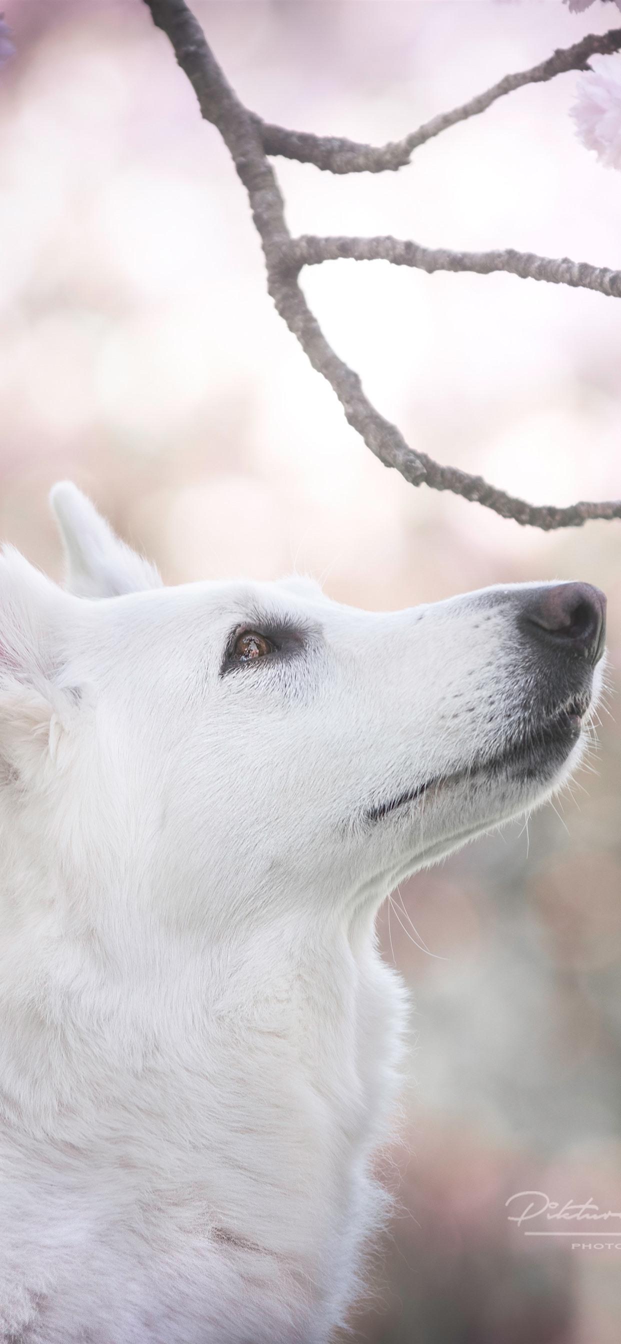 Wallpaper White dog, head, pink sakura bloom 5120x2880 UHD 5K