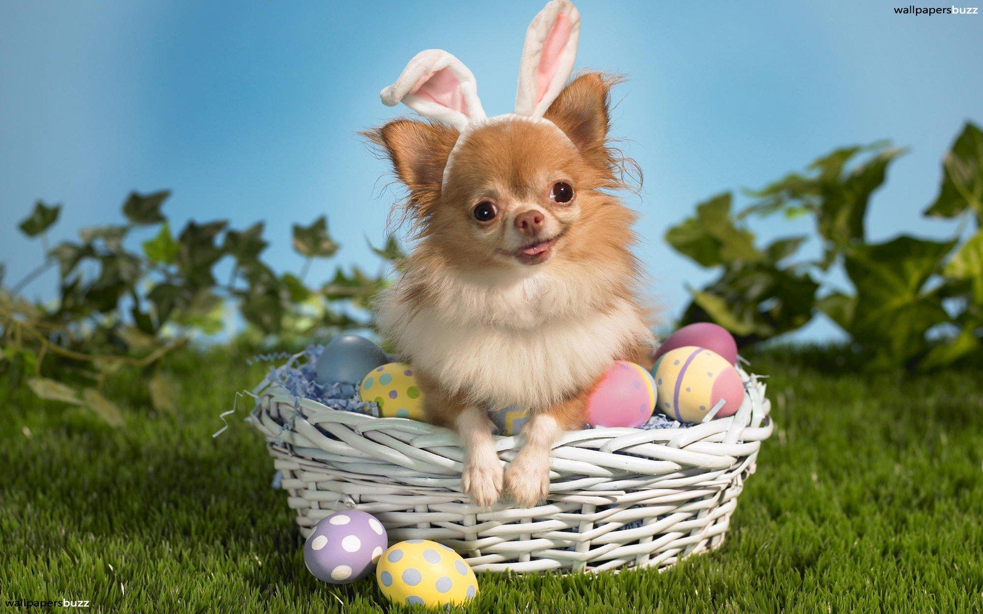 Easter dog HD Wallpaper