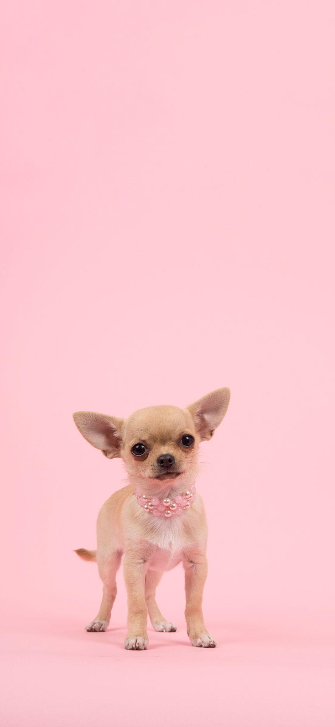 Pink And White Dogs Wallpapers - Wallpaper Cave