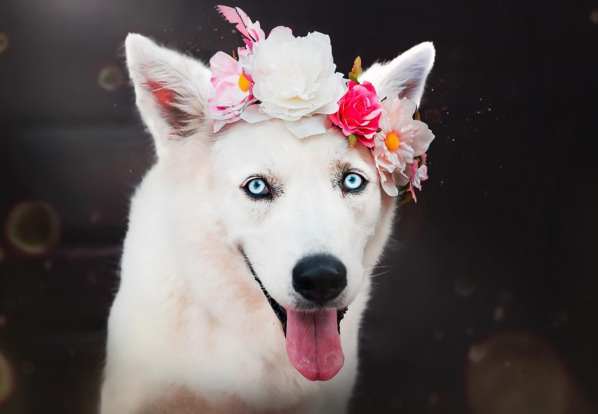Download 1920x1330 White Dog, Flowers, Muzzle Wallpaper