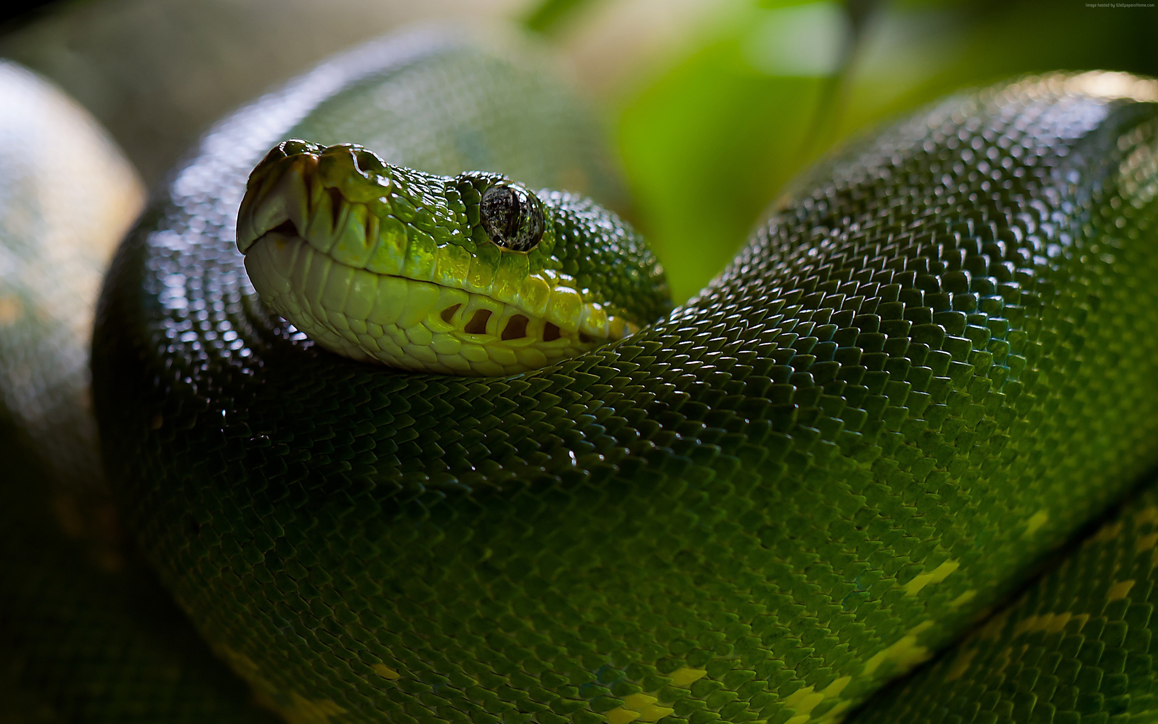Wallpaper Python, Snake, Head, Scales, Green, Boa, Animals