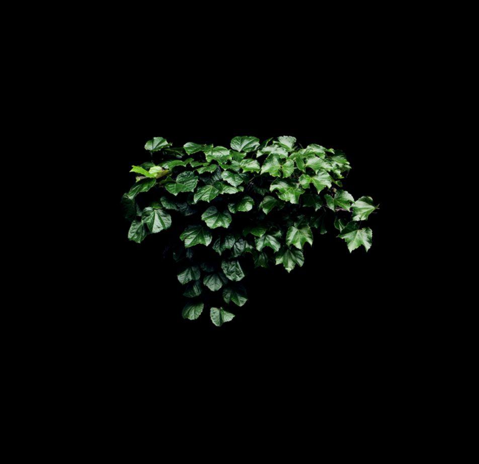 Vine Wallpapers - Wallpaper Cave