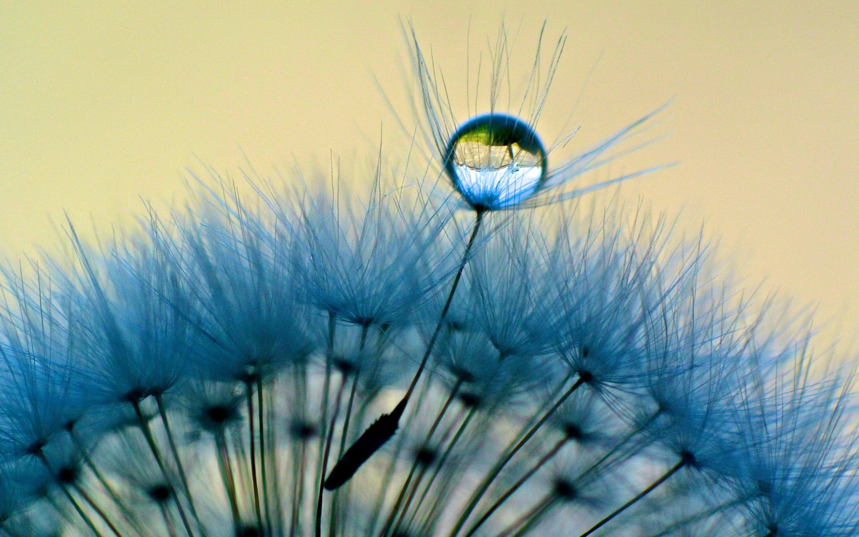 Dandelion HD Wallpaper and Background Image