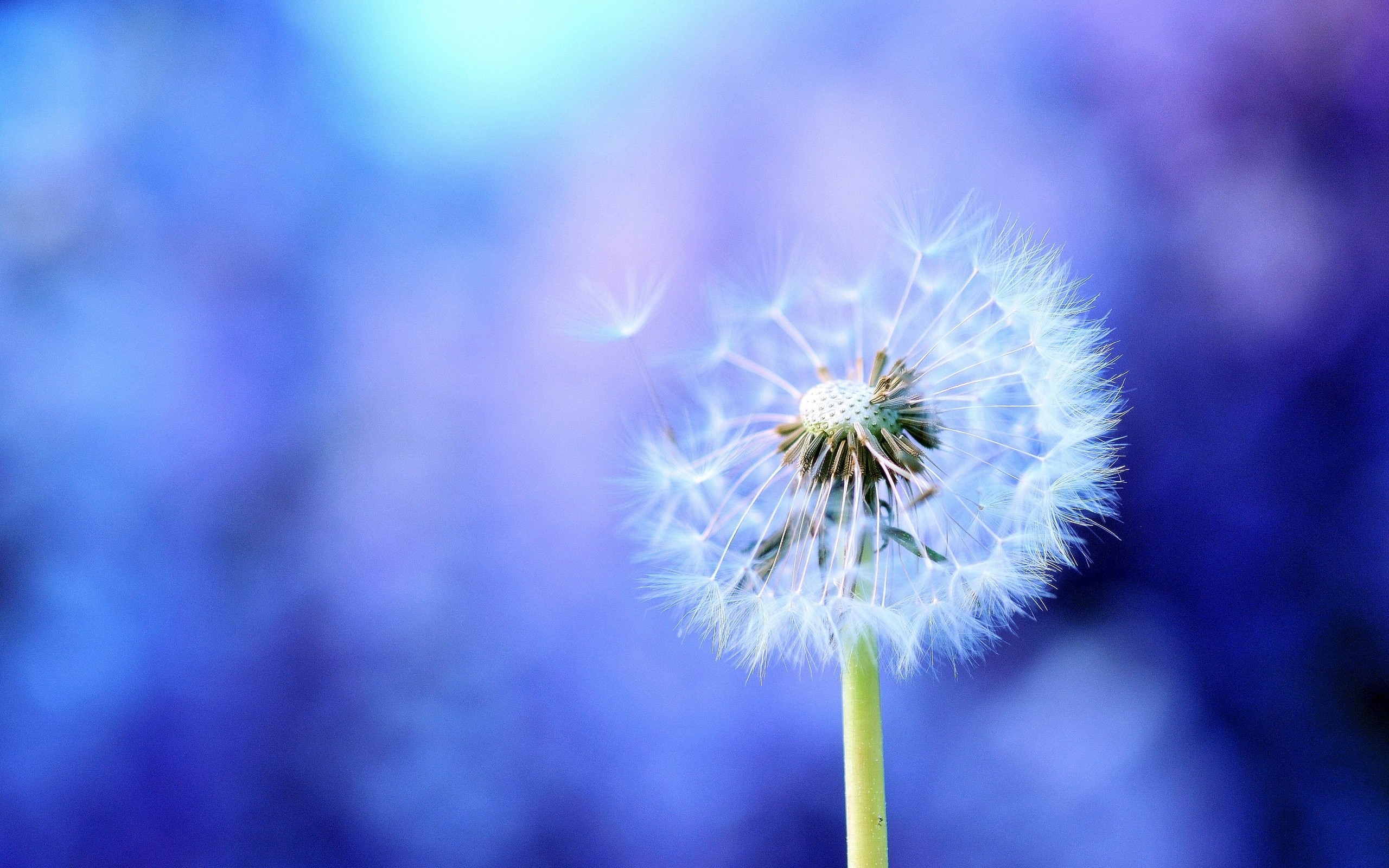 Blowing Dandelion Wallpaper