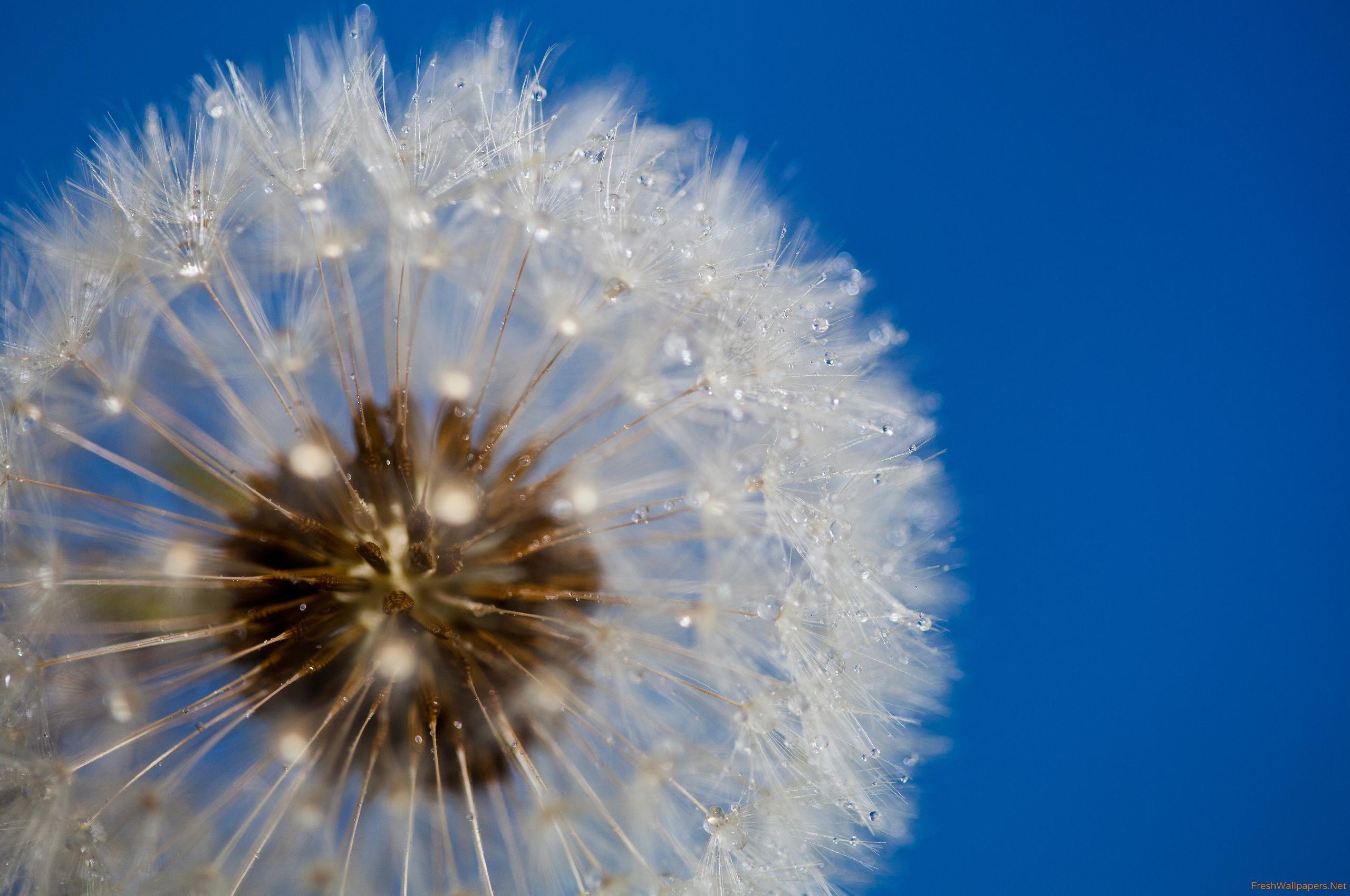 Dandelion wallpaper