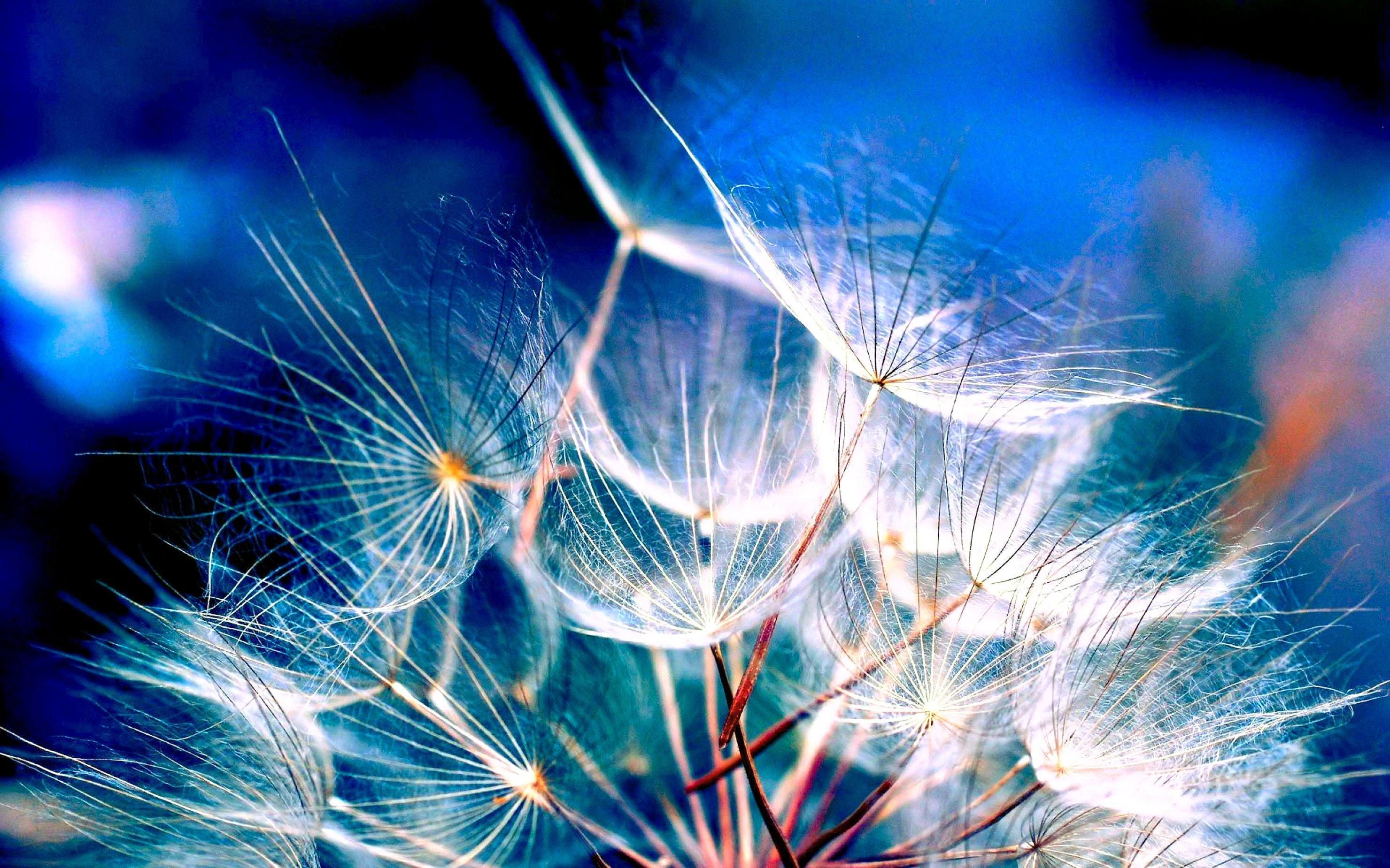 White Dandelion Wallpaper