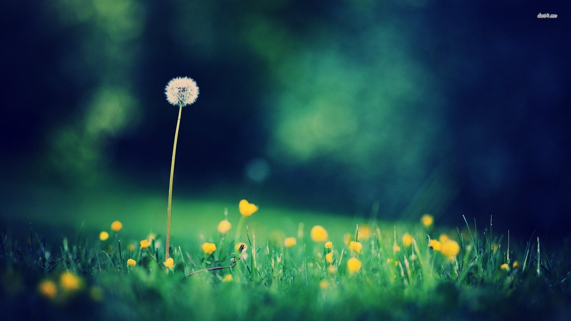 Dandelion Wallpapers - Wallpaper Cave