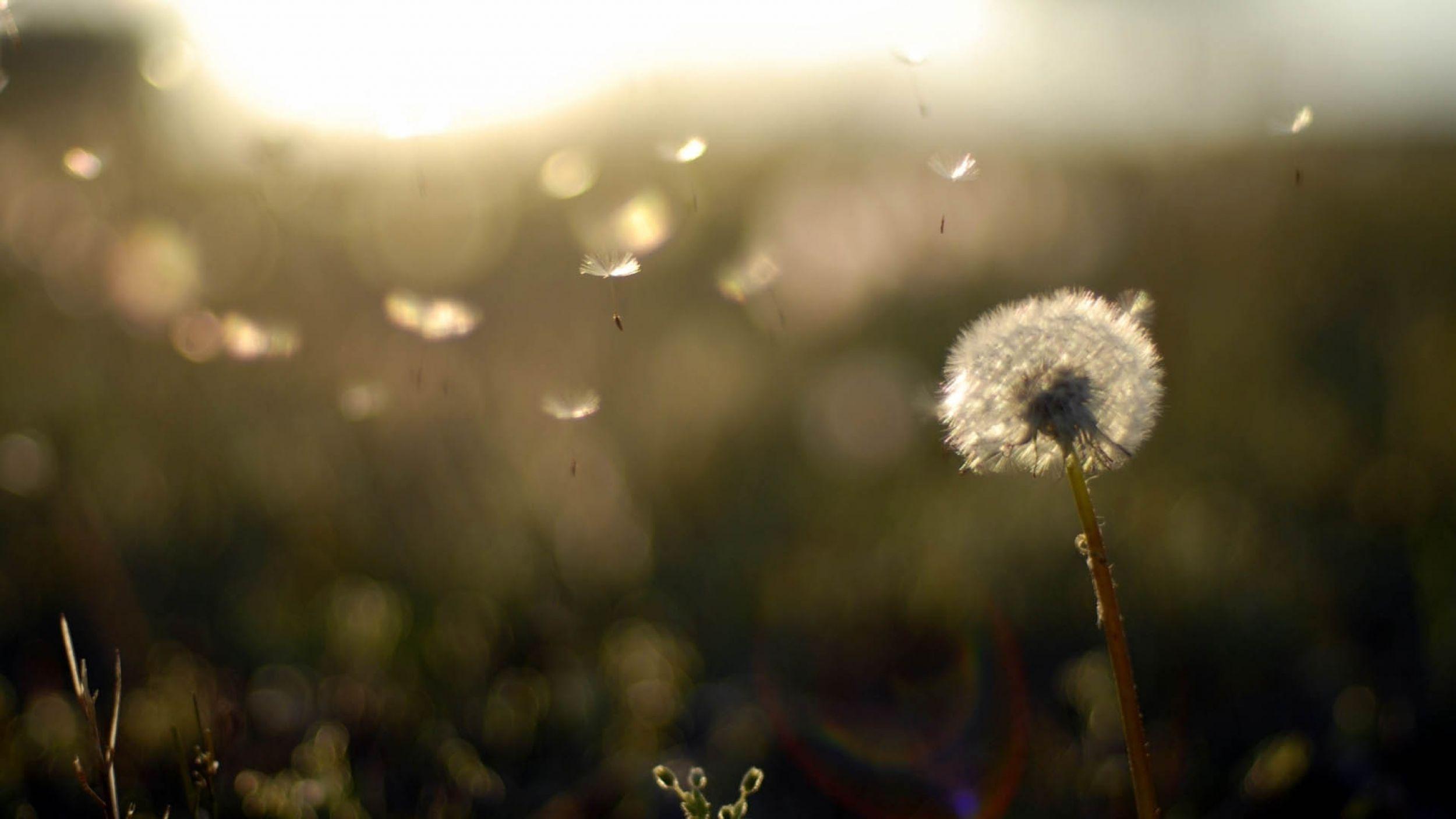 Dandelion Wallpaper 16 X 1406