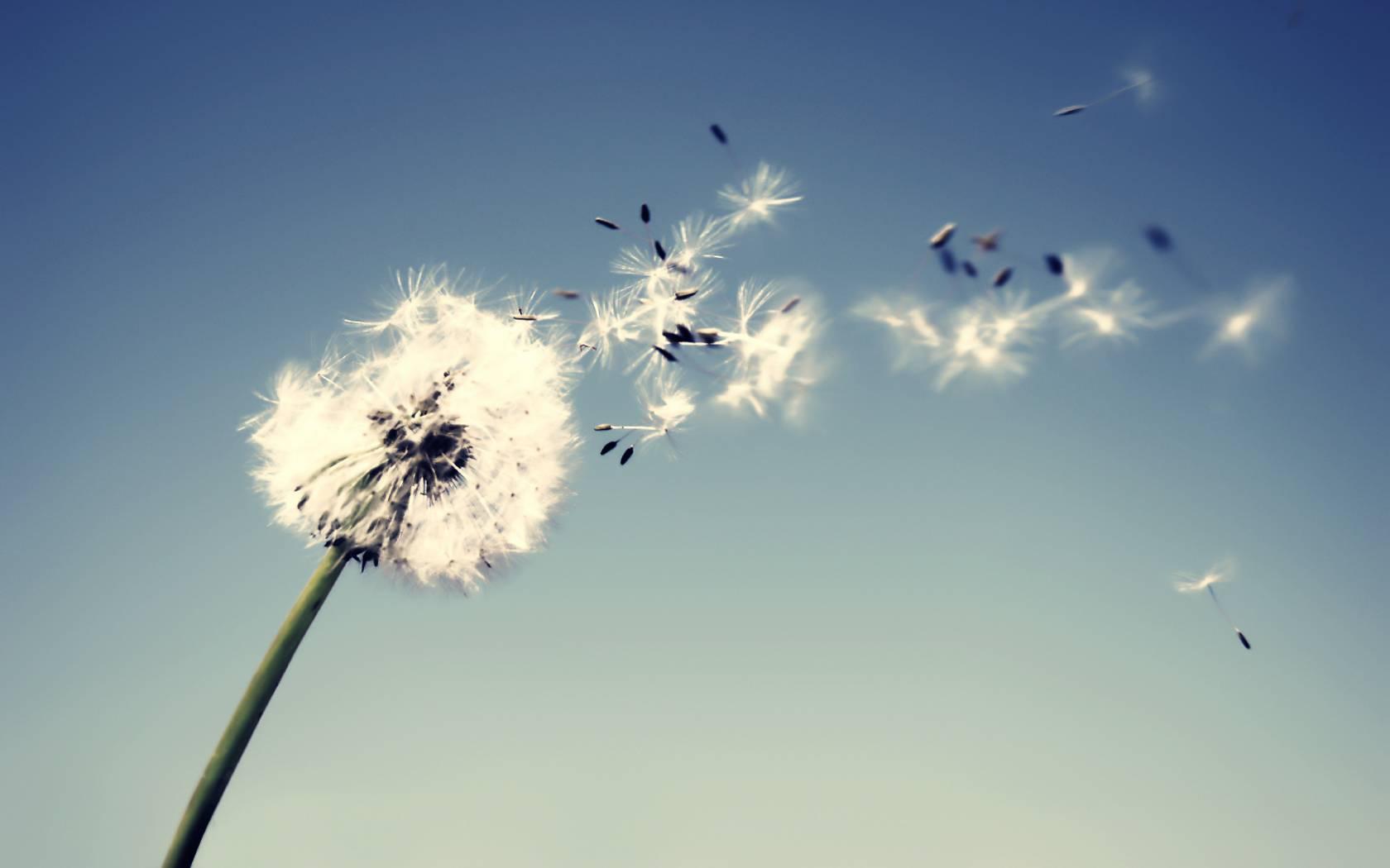 Dandelion Wallpaper Full HD O9YO