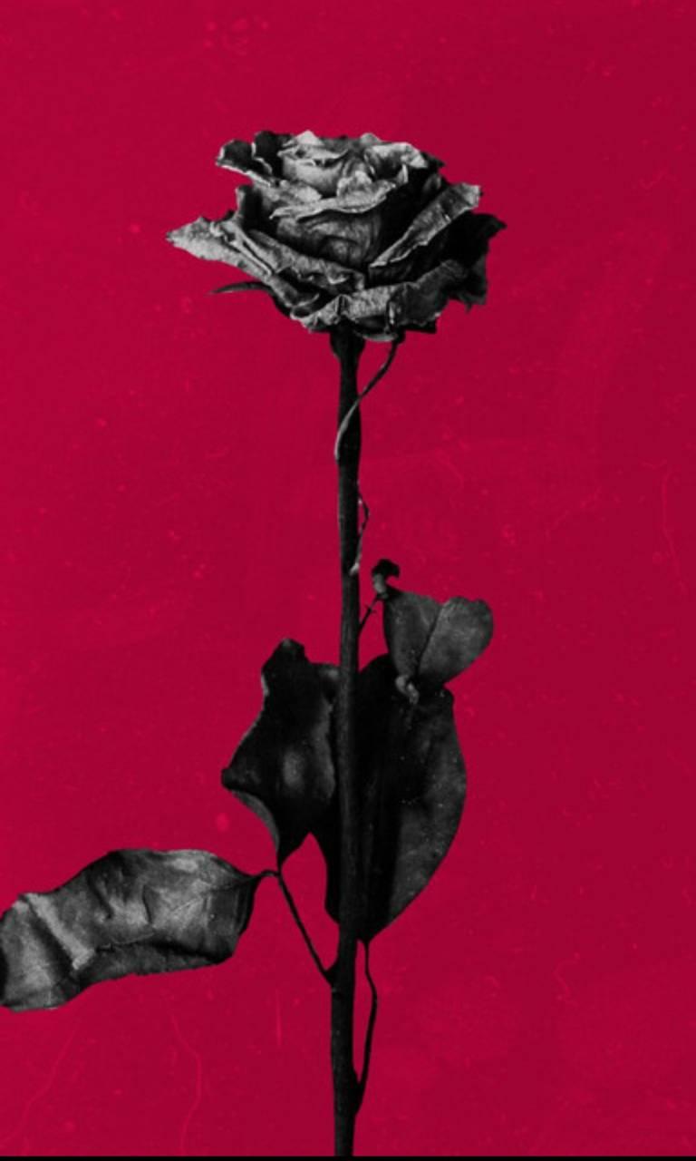 Deadroses Blackbear Wallpaper