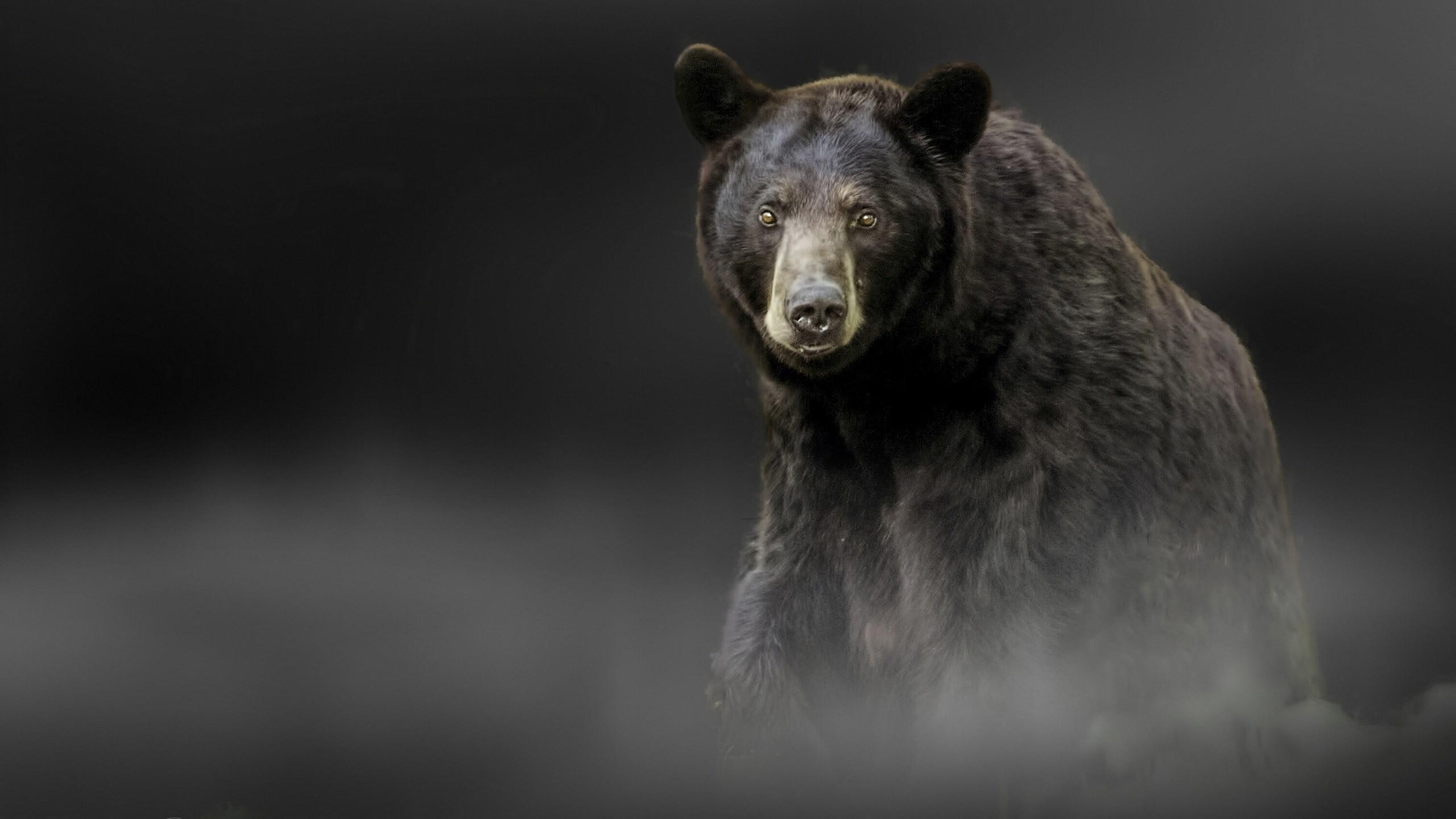 Black Bear Wallpaper (the best image in 2018)