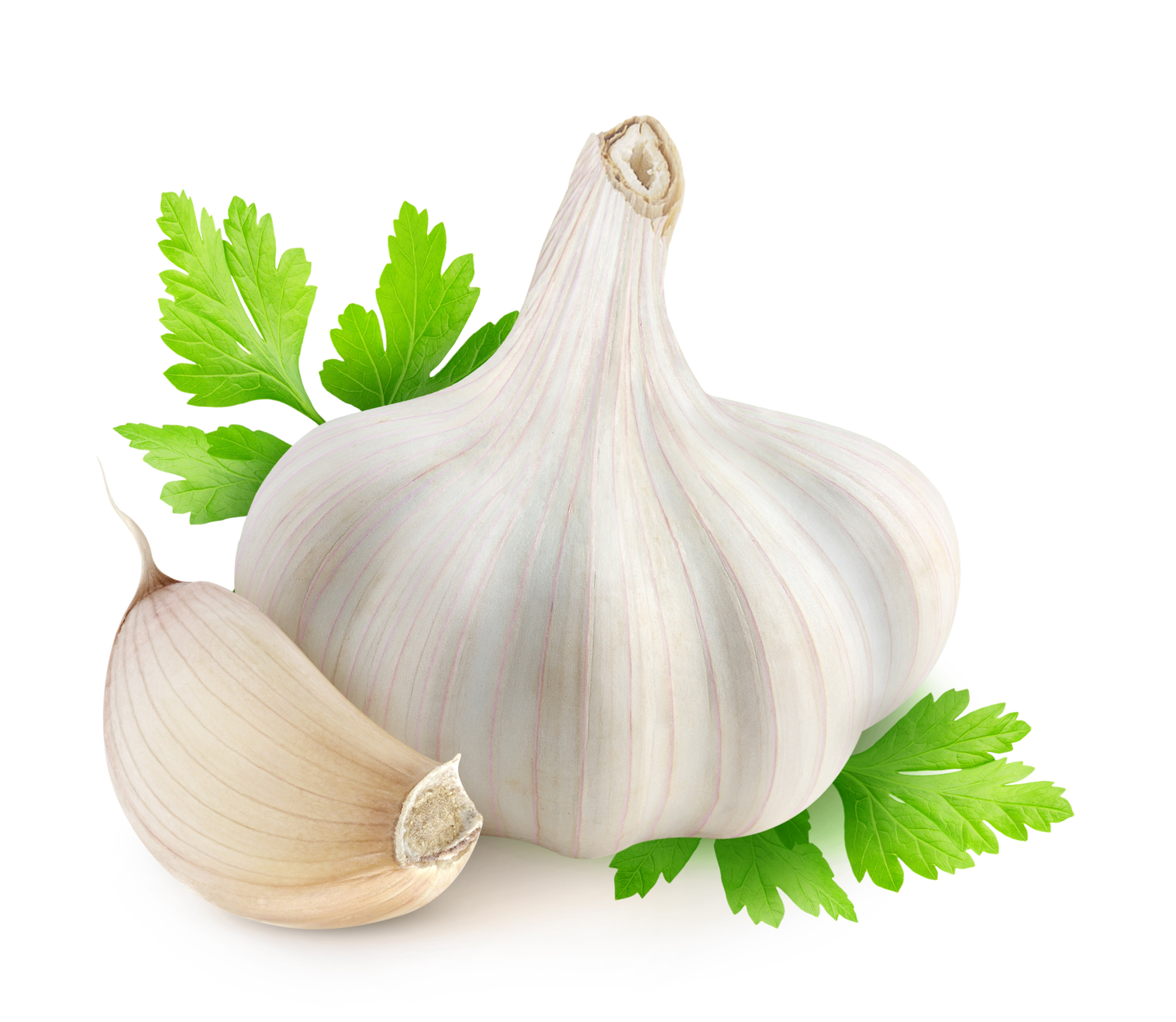 Simple Garlic Picture # 1517x1318. All For Desktop