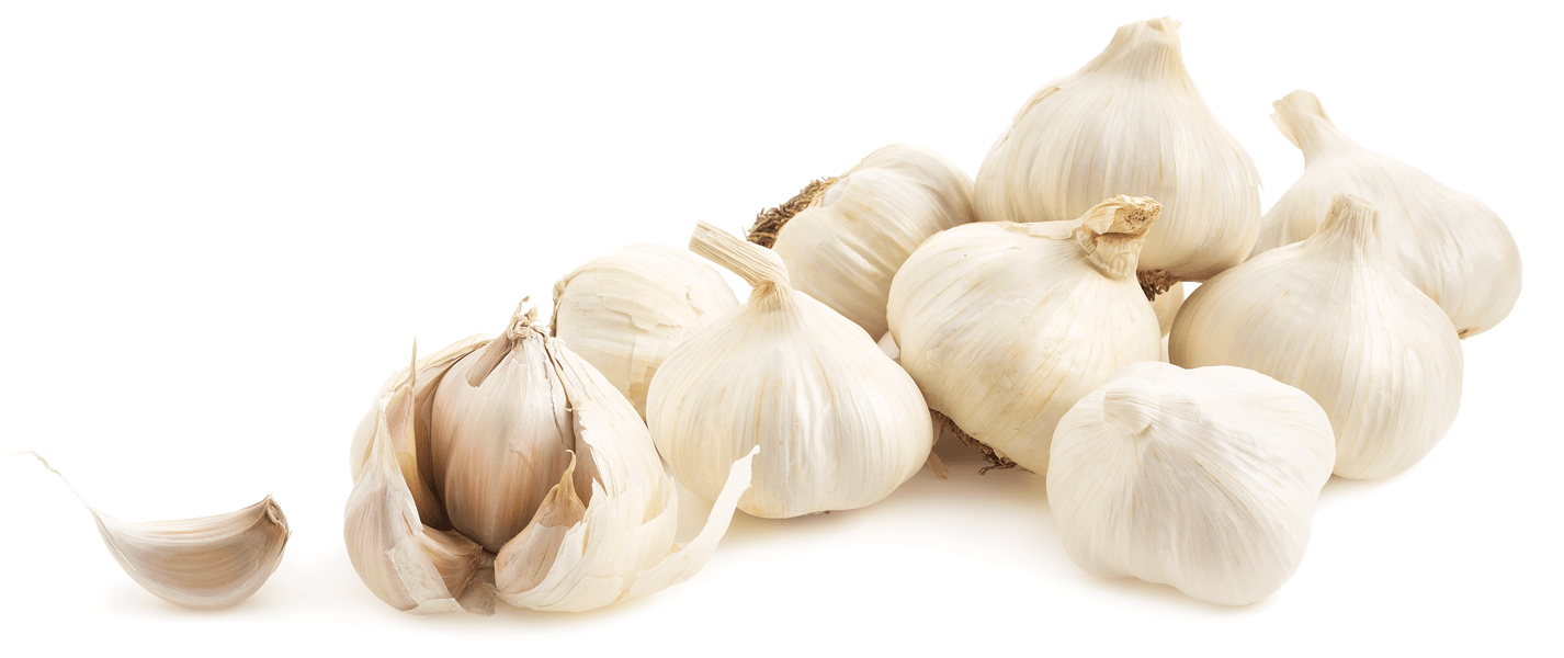 Bunch of Bulbous Garlic # 1426x600. All For Desktop