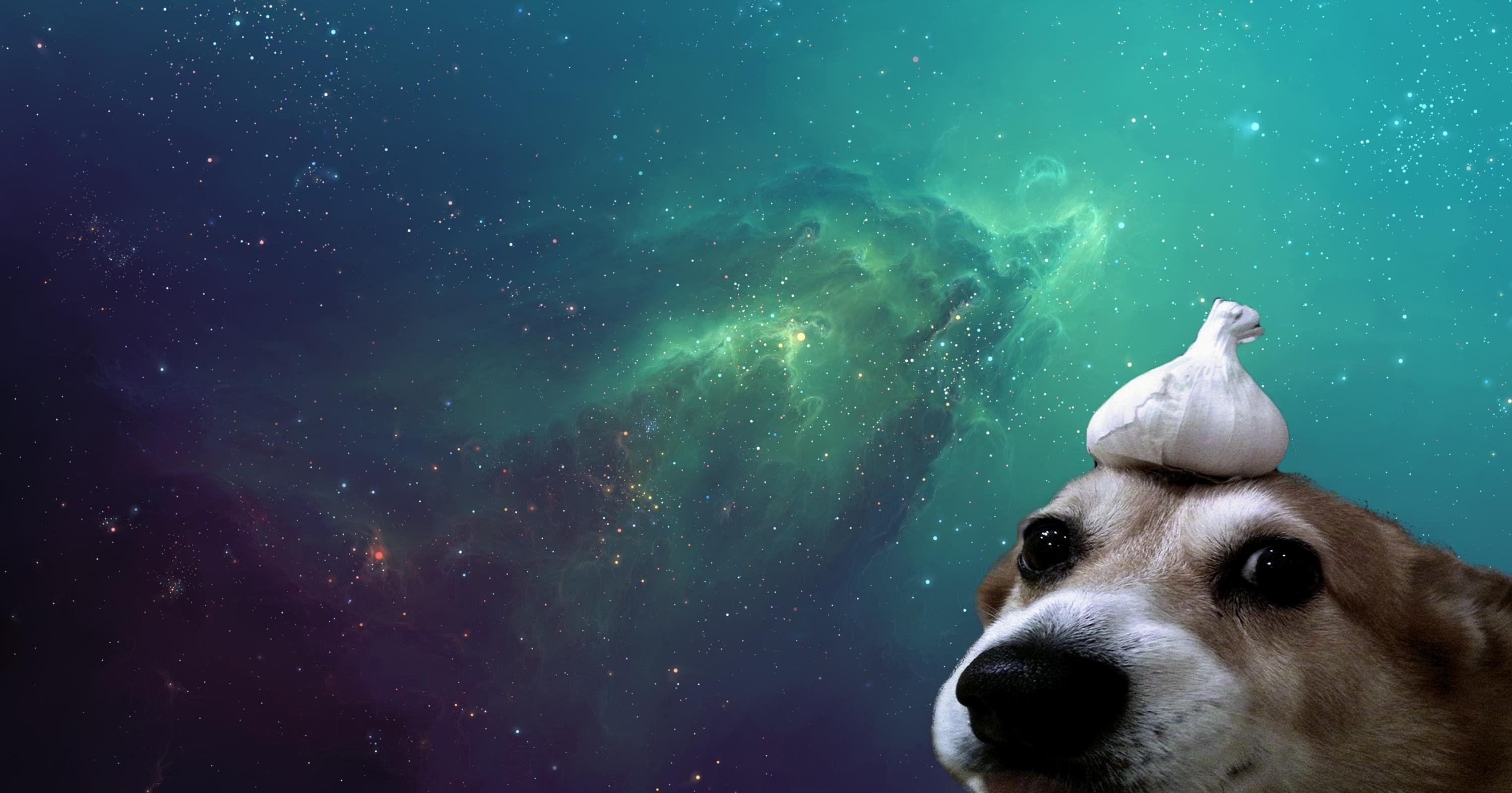 Galaxy Dog Wallpaper Free Galaxy Dog Background