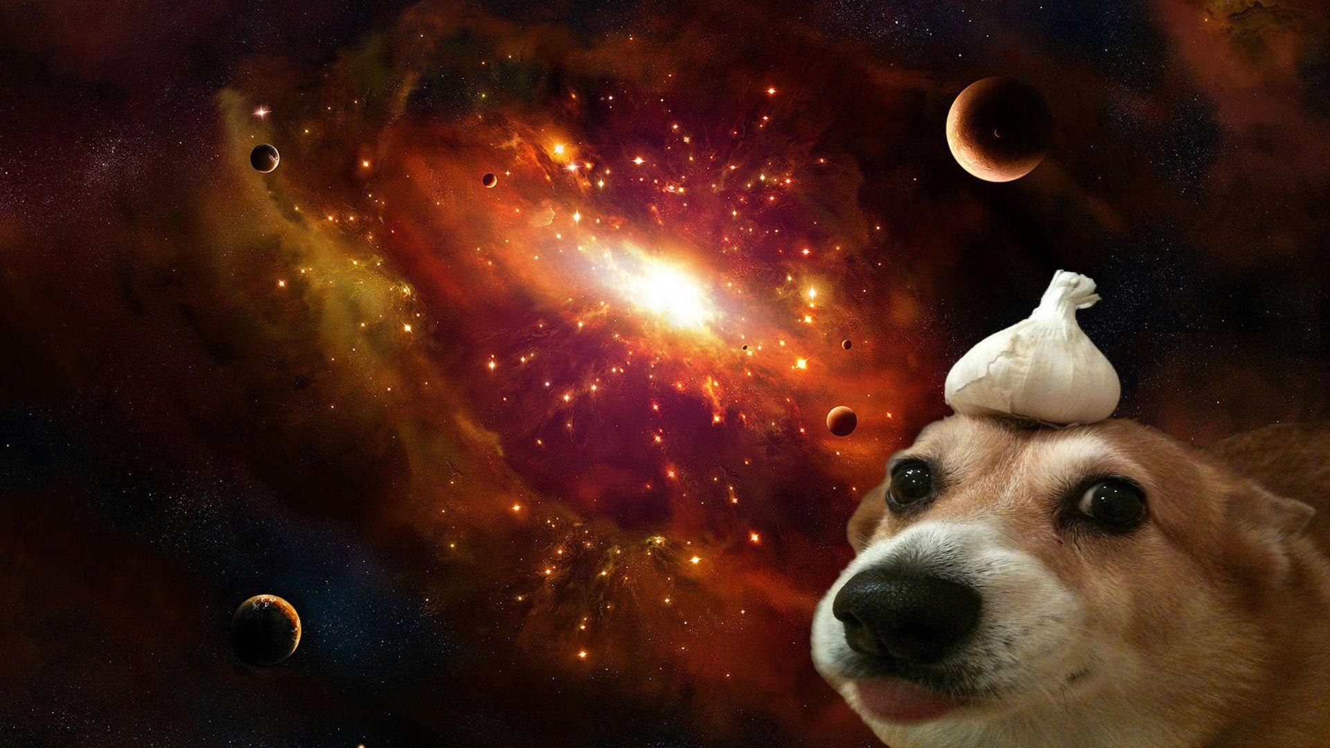 A dog with garlic on its' head in space [1920x1080]. wallpaper